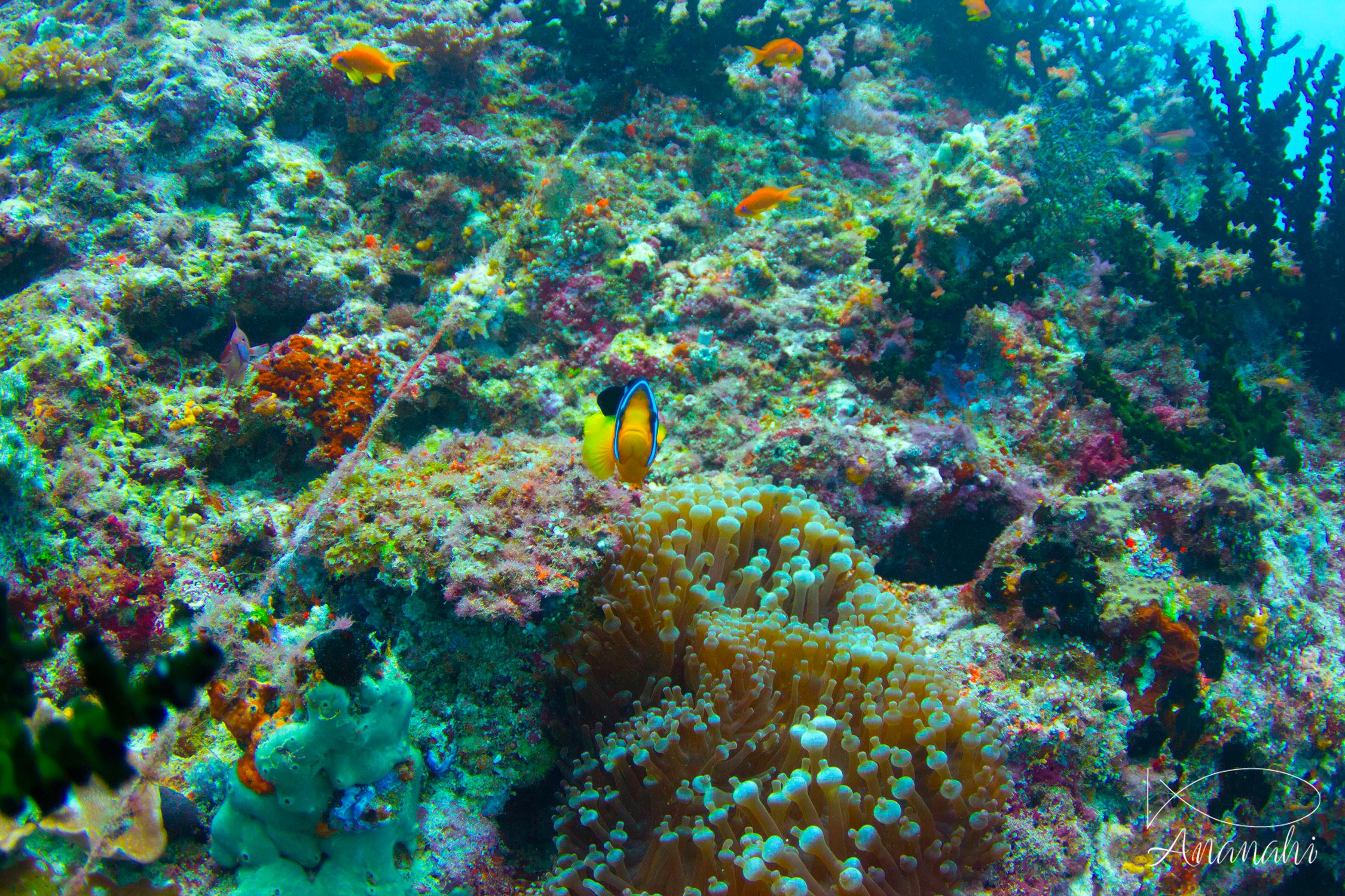 Clark's anemonefish of Maldives