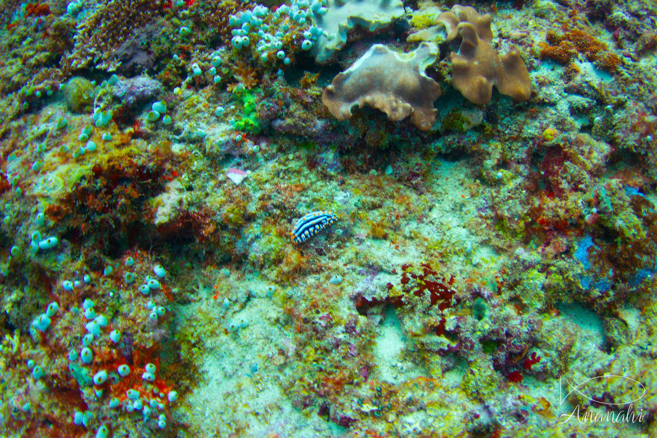 Three colored phyllidia of Maldives