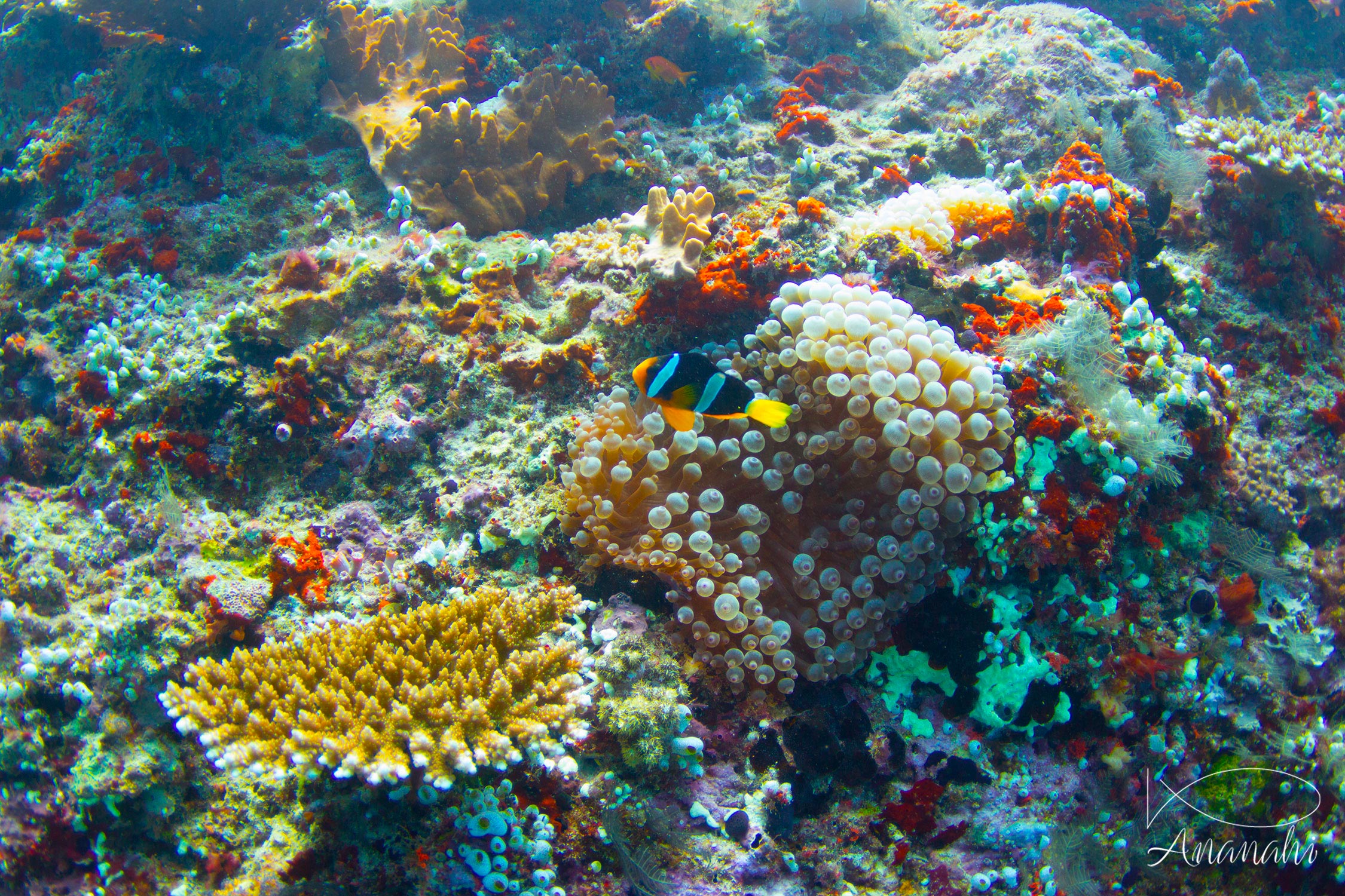 Clark's anemonefish of Maldives