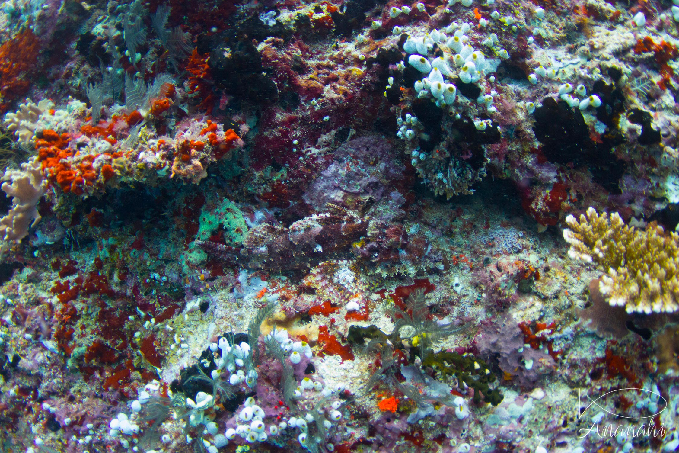 Tasseled scorpionfish of Maldives