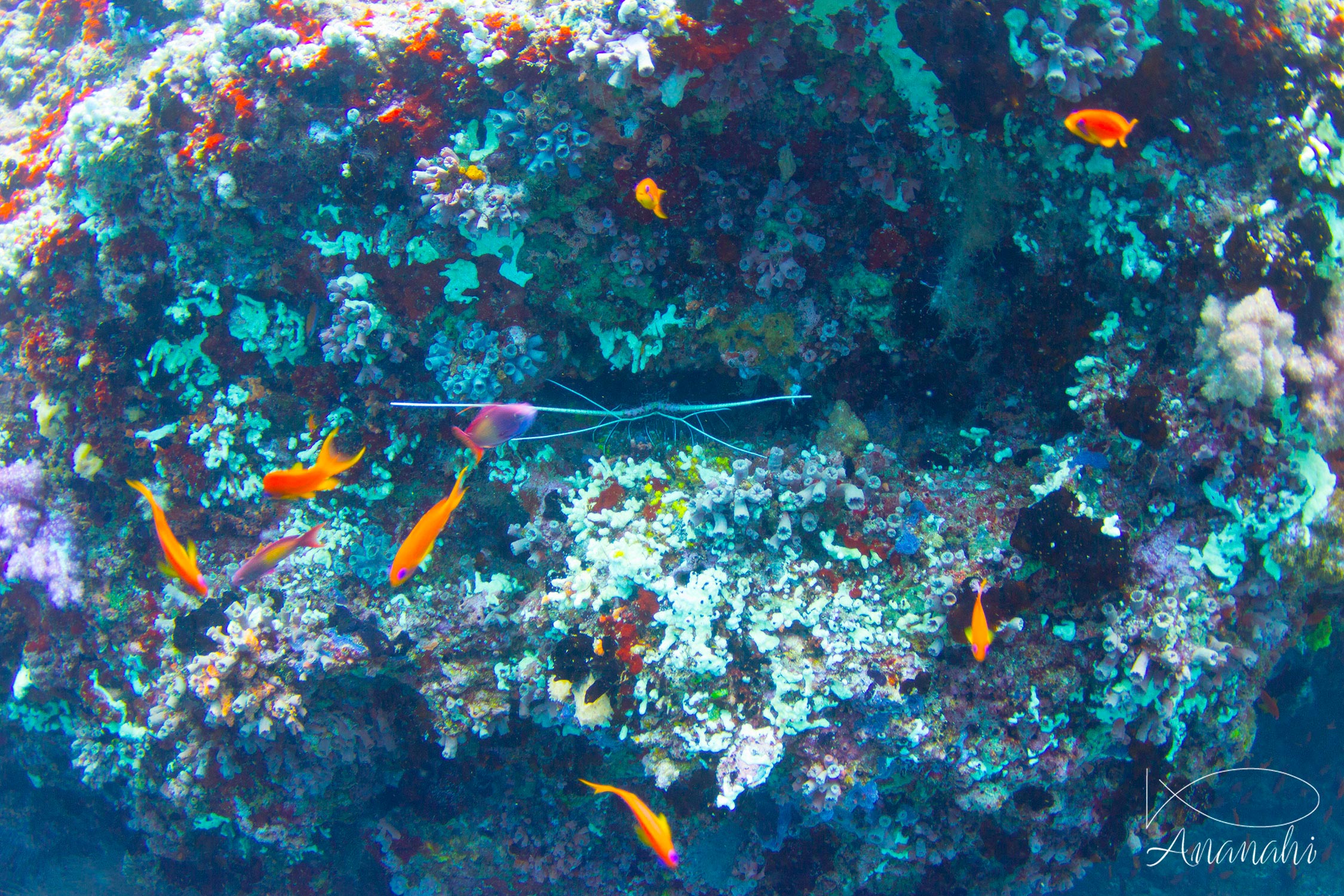 Painted rock lobster of Maldives