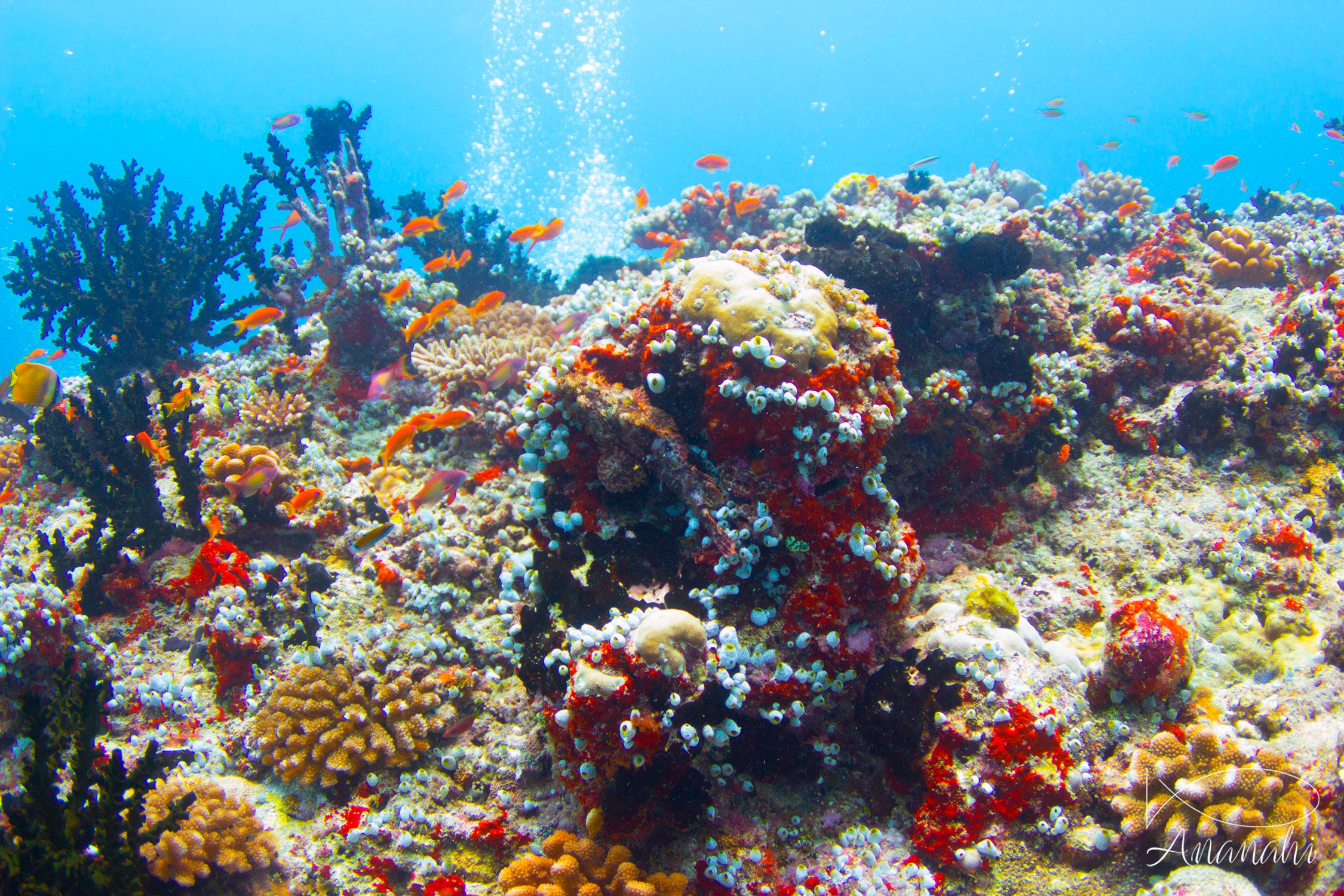 Coral of Maldives