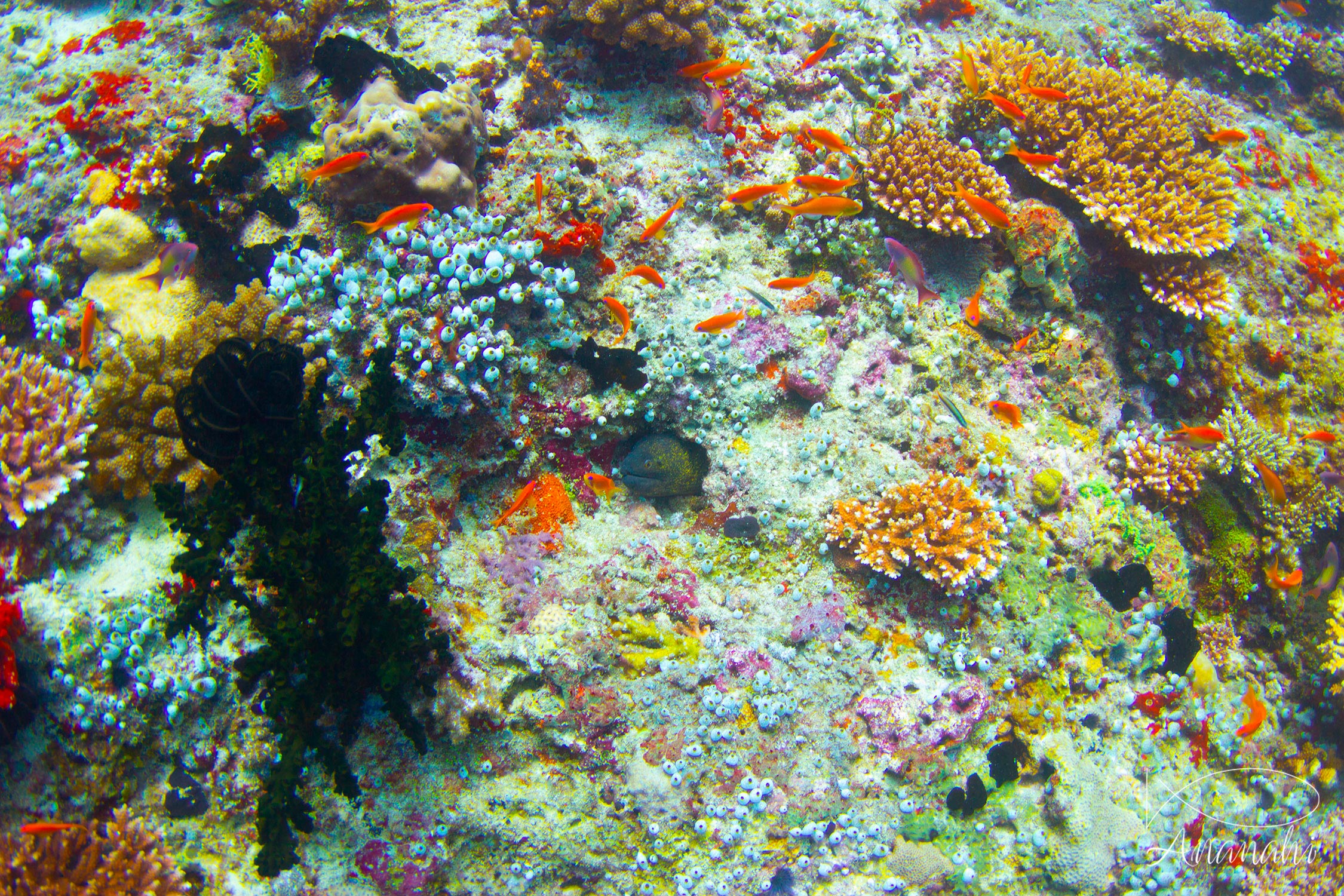 Yellow-edged moray of Maldives