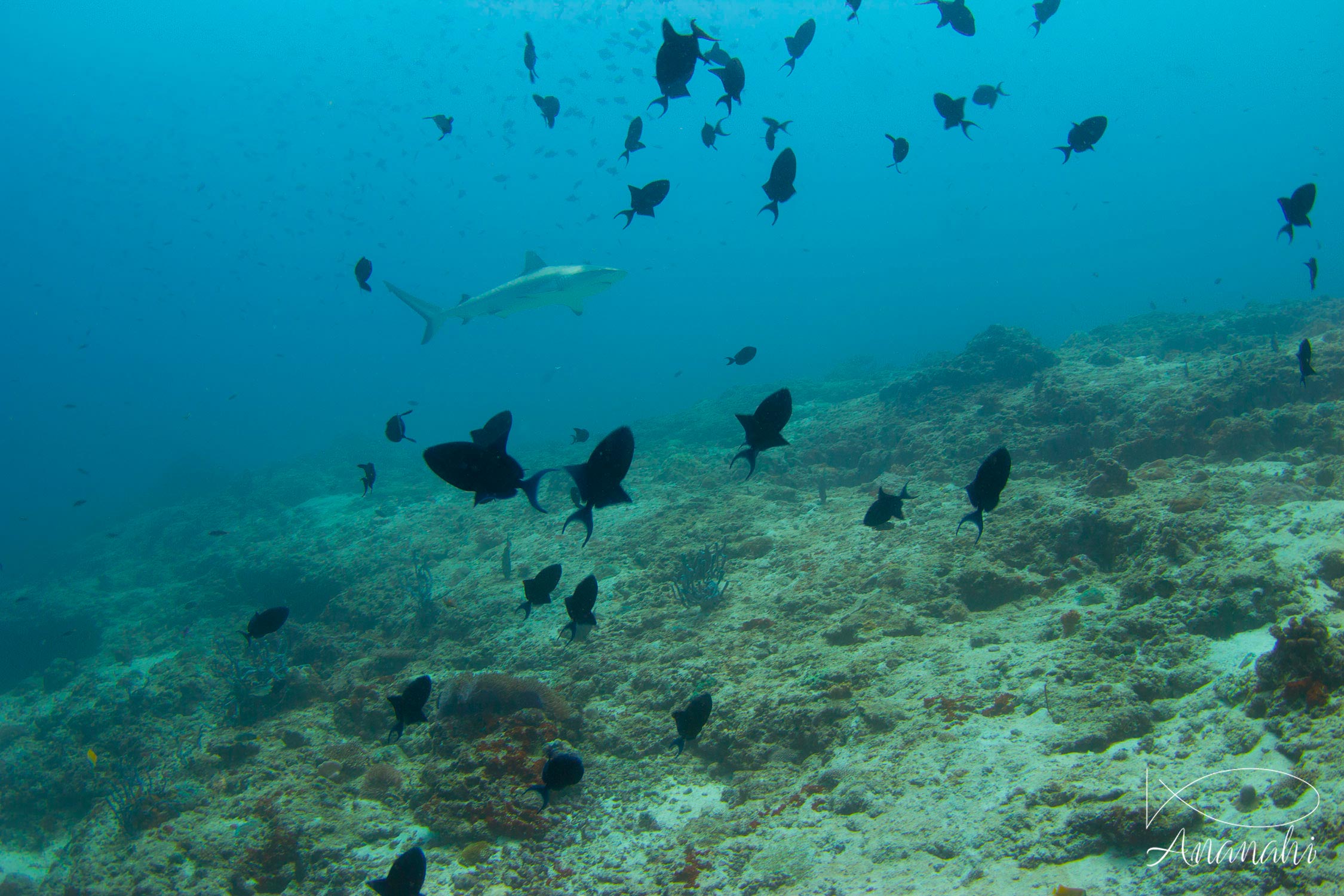 Grey reef shark of Maldives