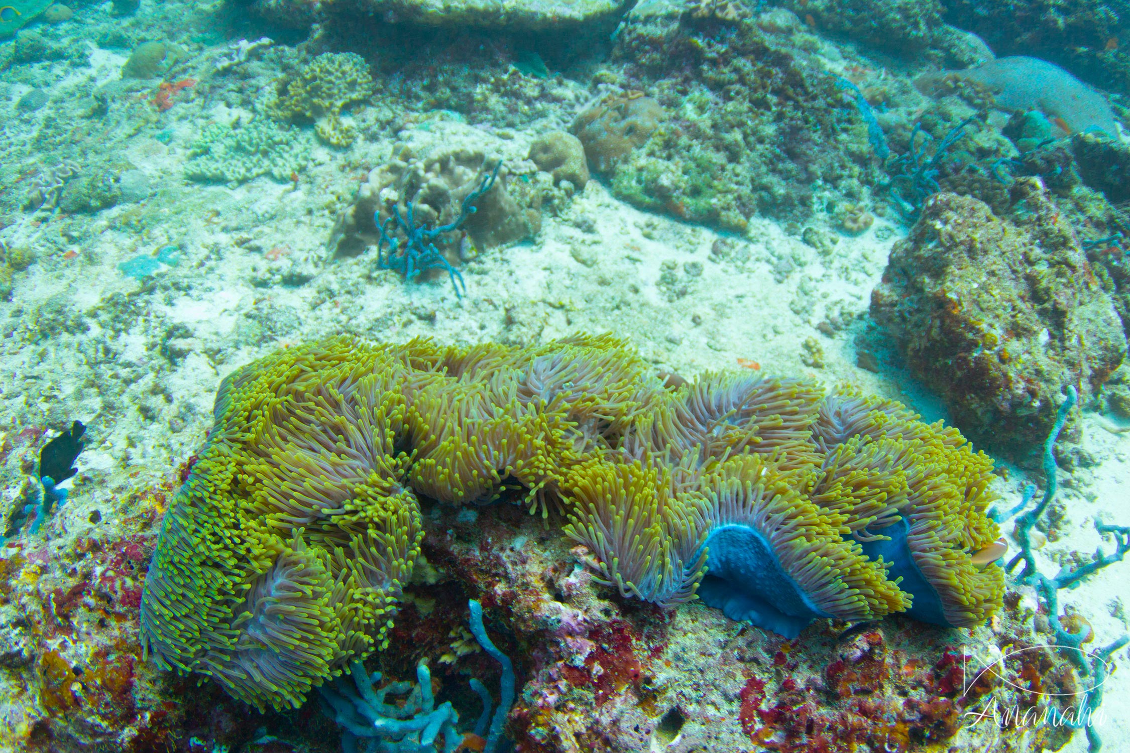 Magnificent sea anemone of Maldives