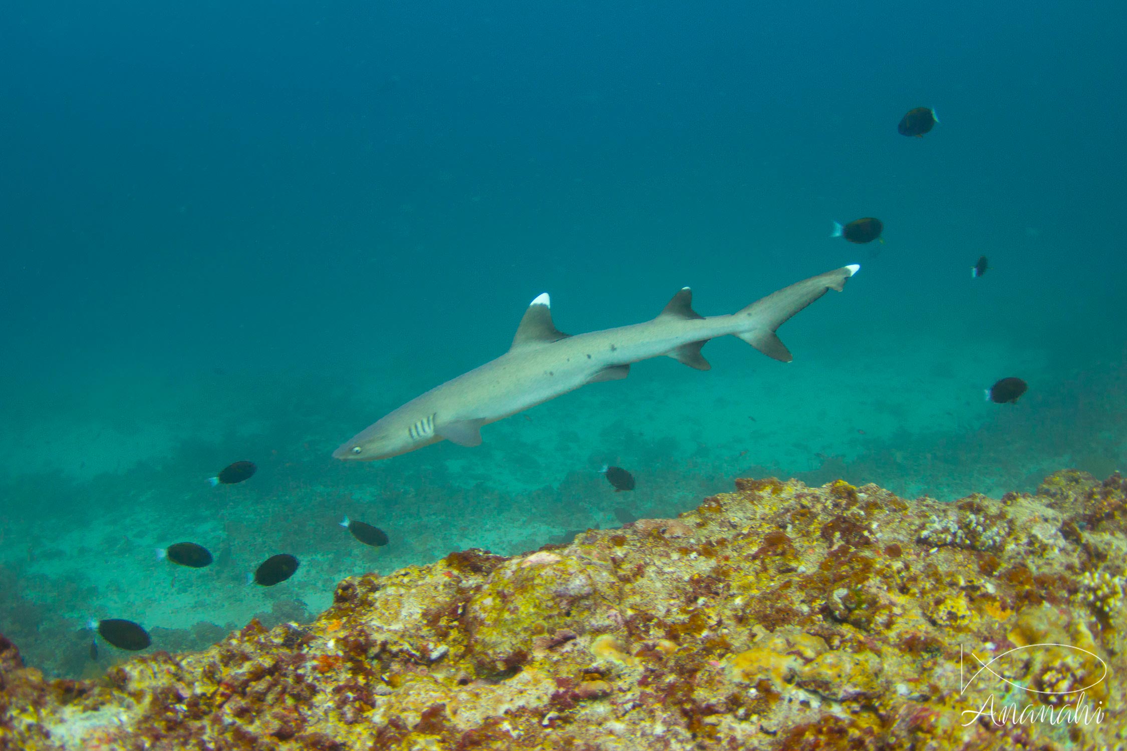 White tips reef shark of Maldives