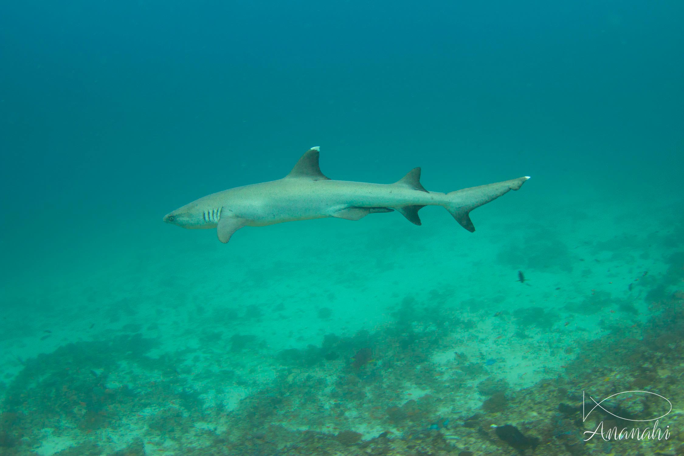 White tips reef shark of Maldives