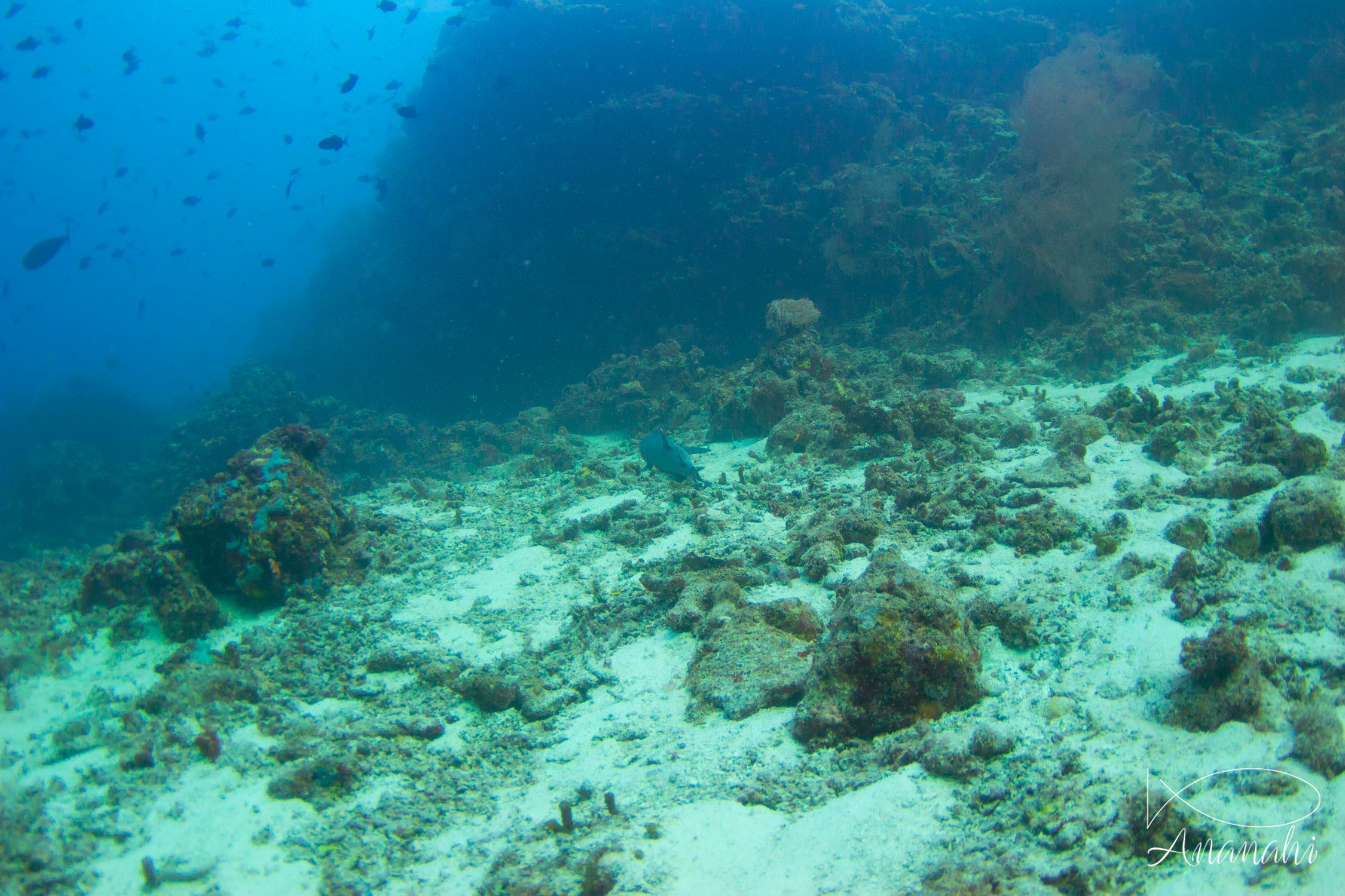 White tips reef shark of Maldives