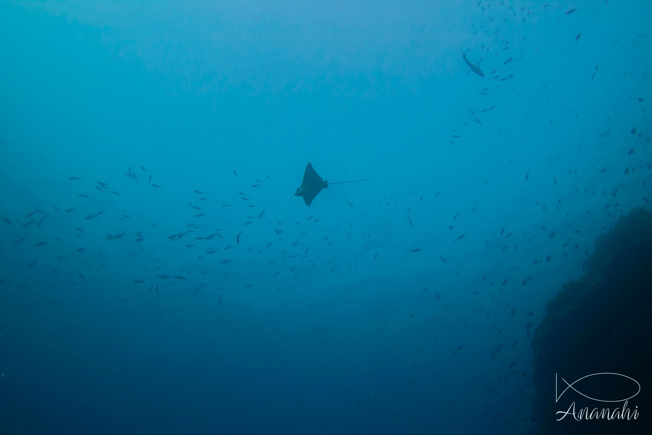 Spotted eagle ray of Maldives