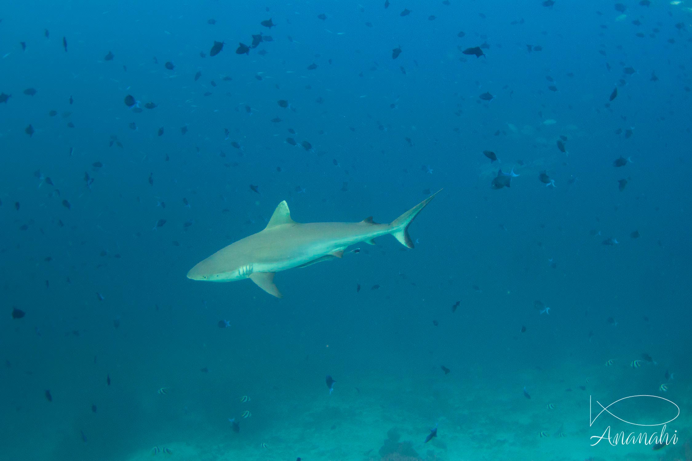 Grey reef shark of Maldives