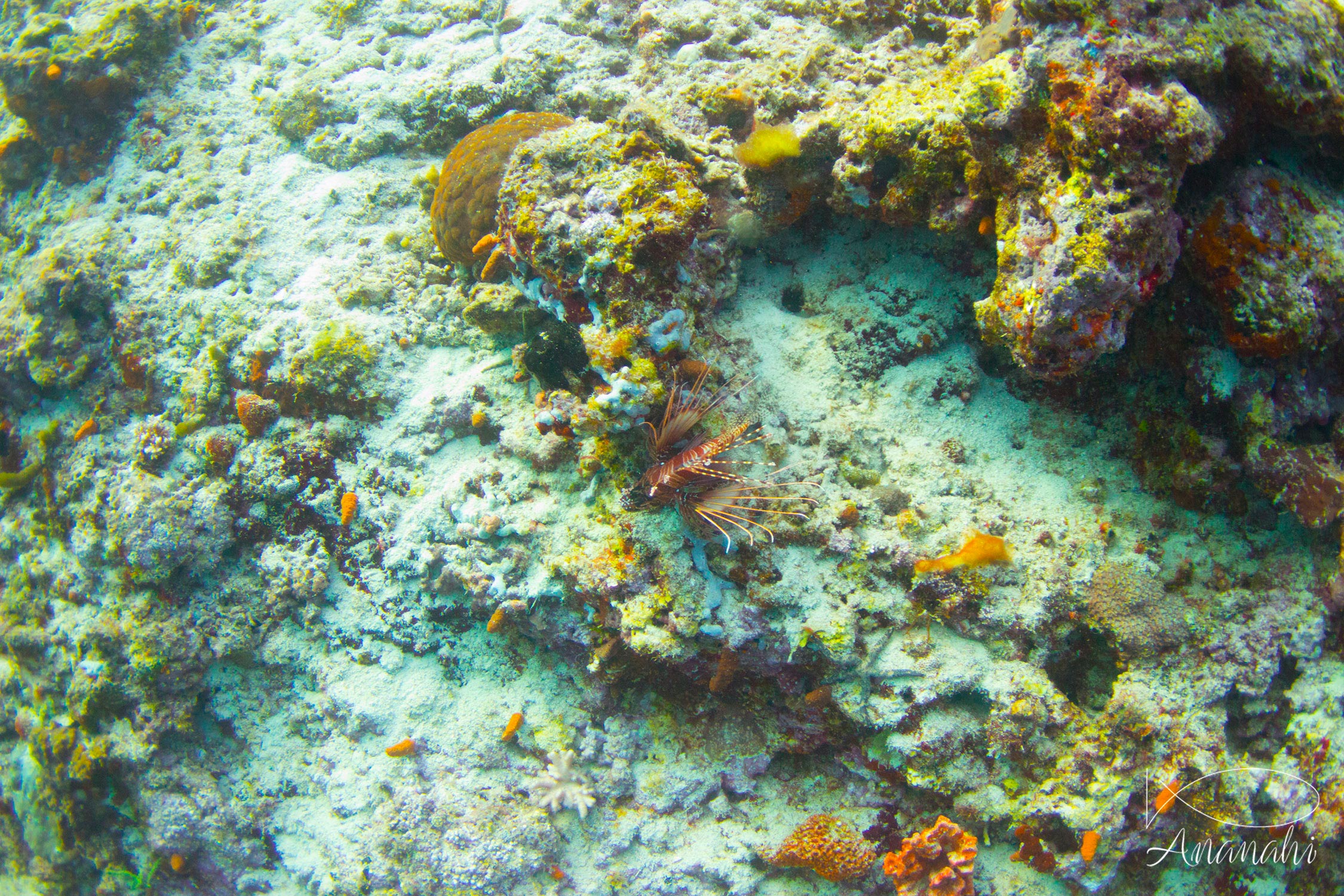 Banded lionfish of Maldives