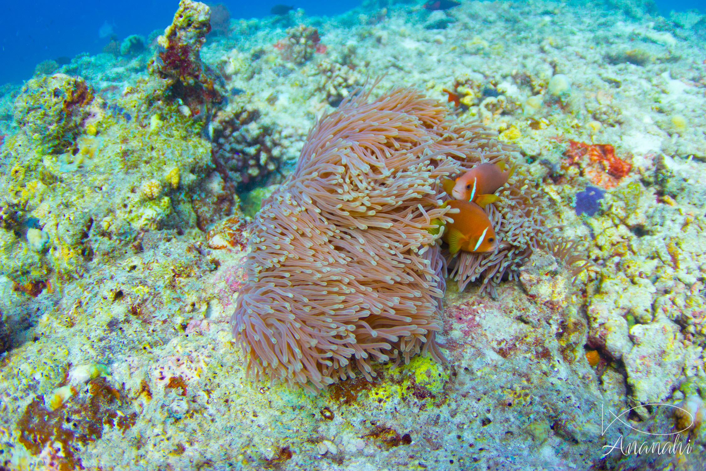 Magnificent sea anemone of Maldives