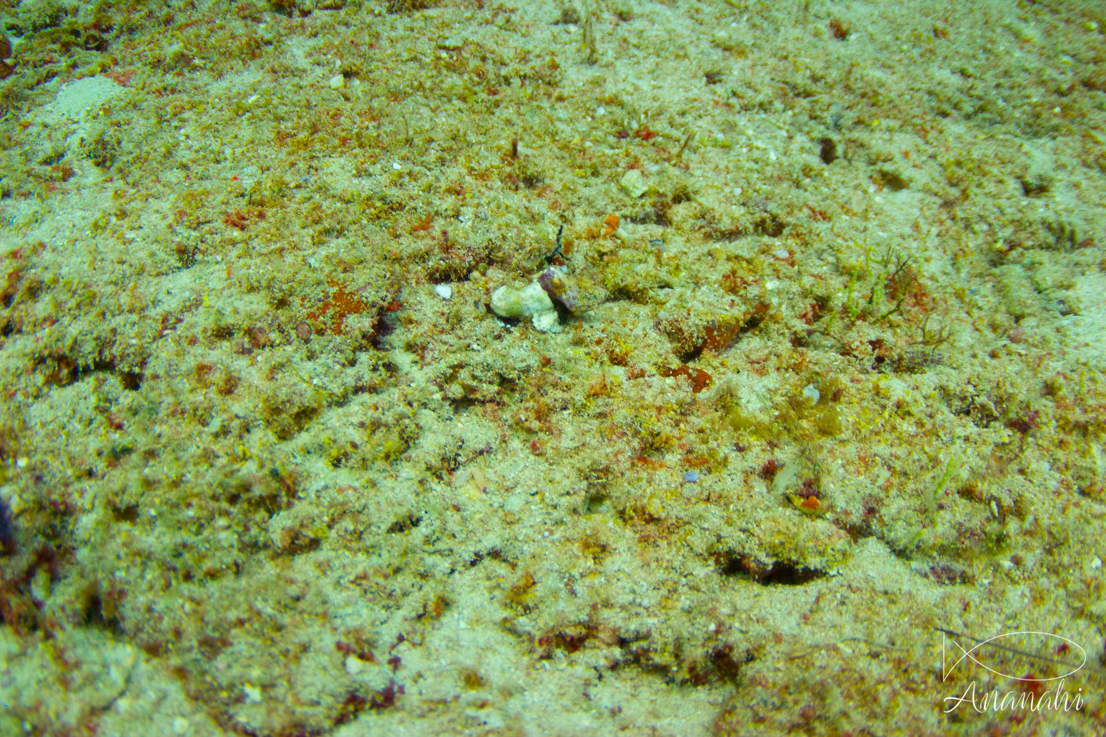 Juvenile reef stonefish of Maldives