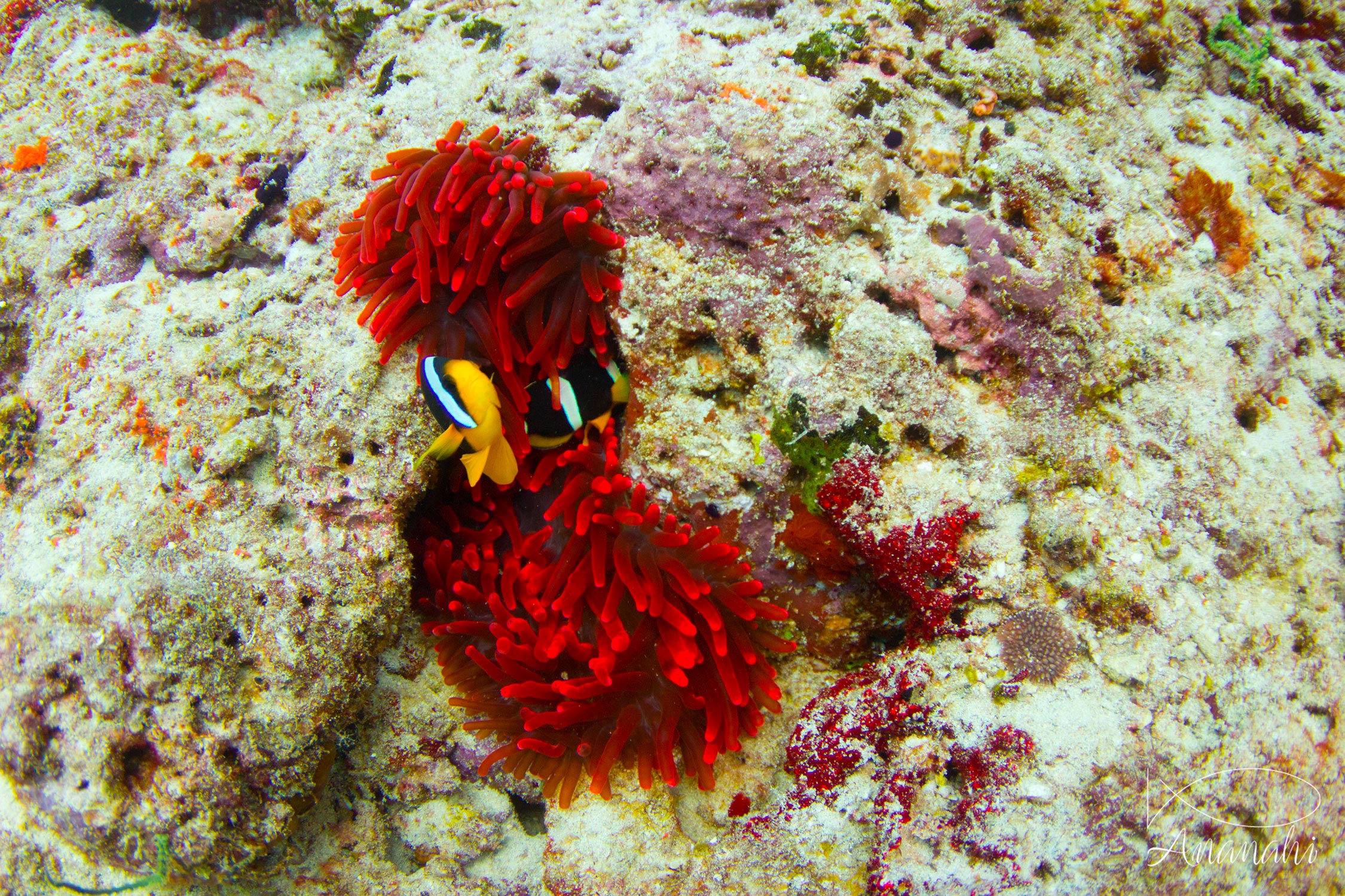 Magnificent sea anemone of Maldives