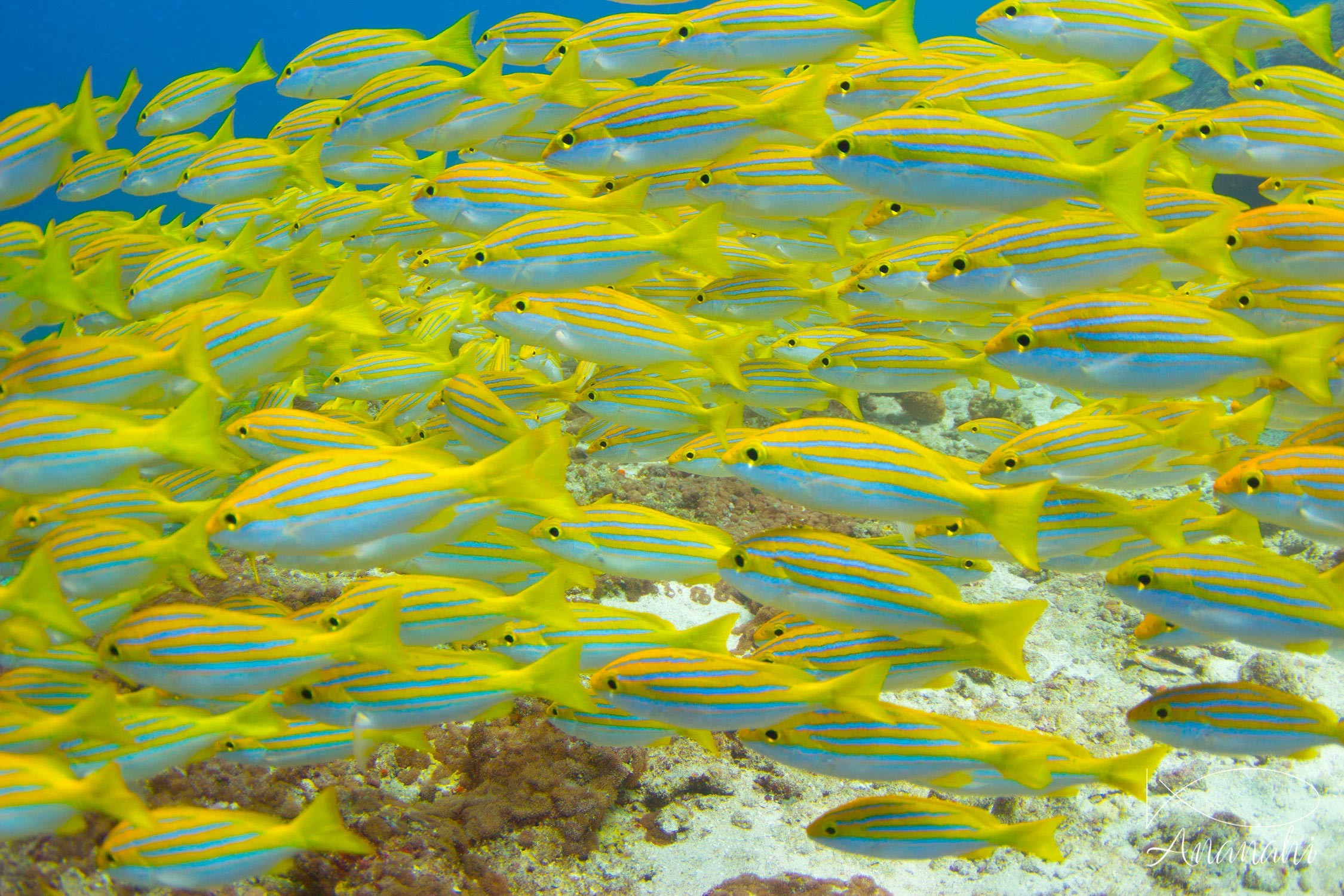 Blue stripes snapers of Maldives