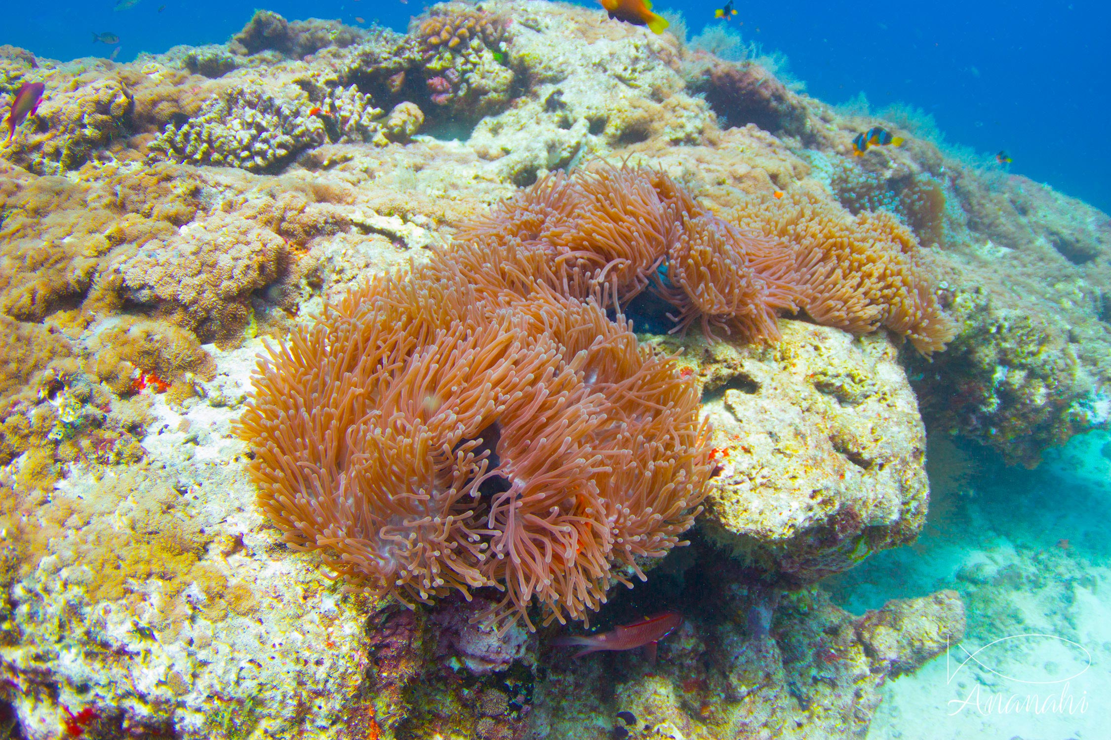 Magnificent sea anemone of Maldives