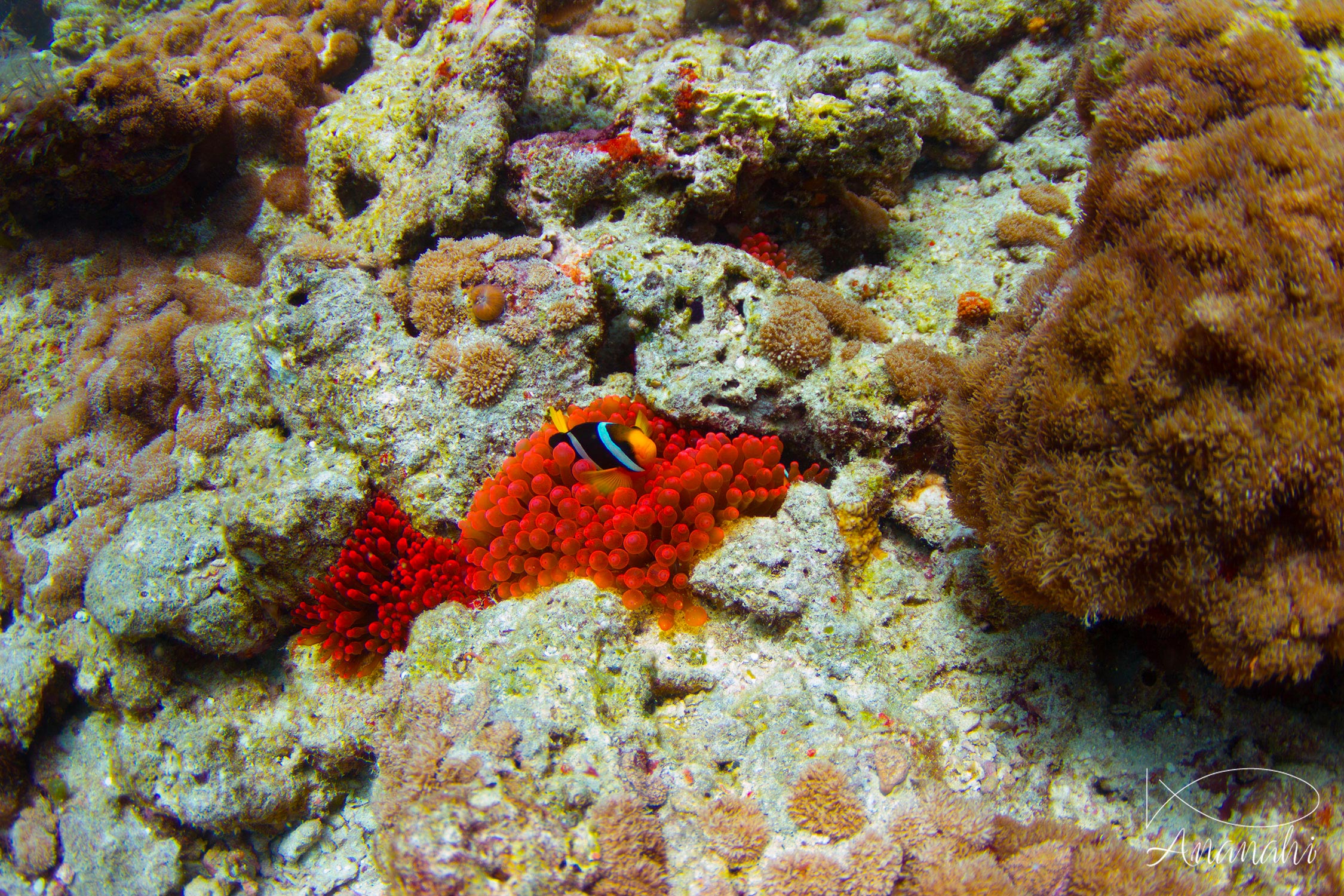 Bulb-tentacle sea anemone of Maldives