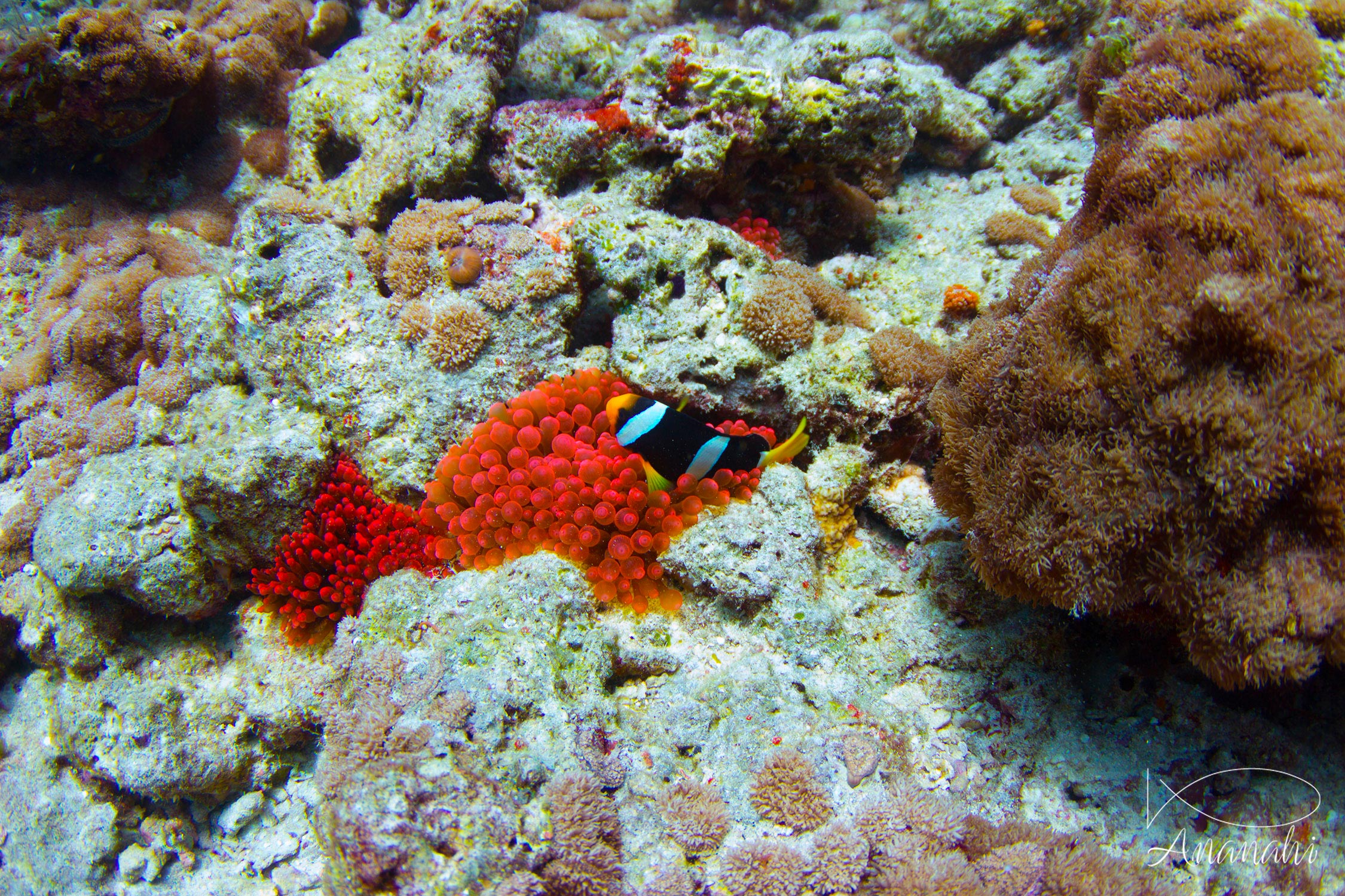 Clark's anemonefish of Maldives