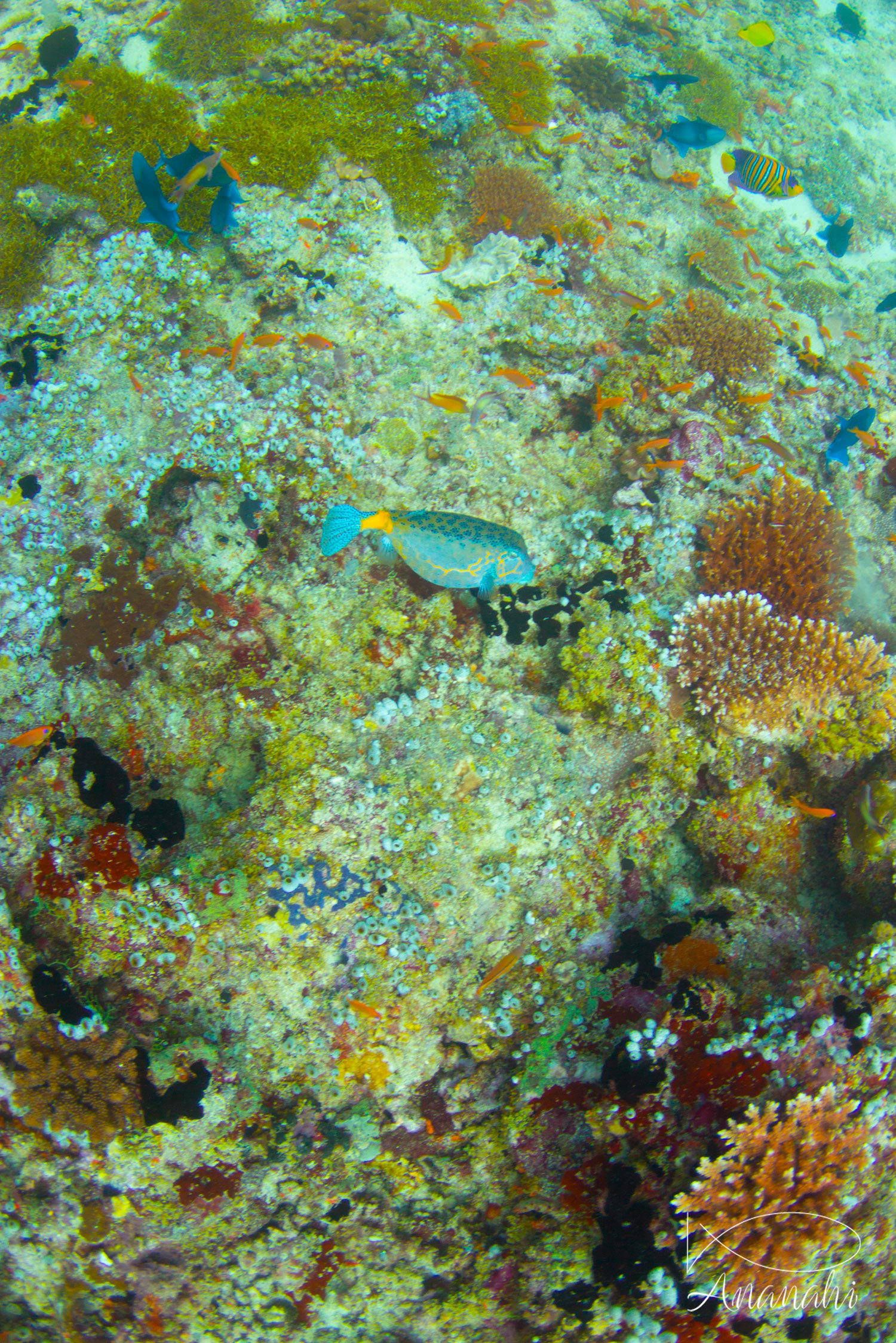 Yellow boxfish of Maldives