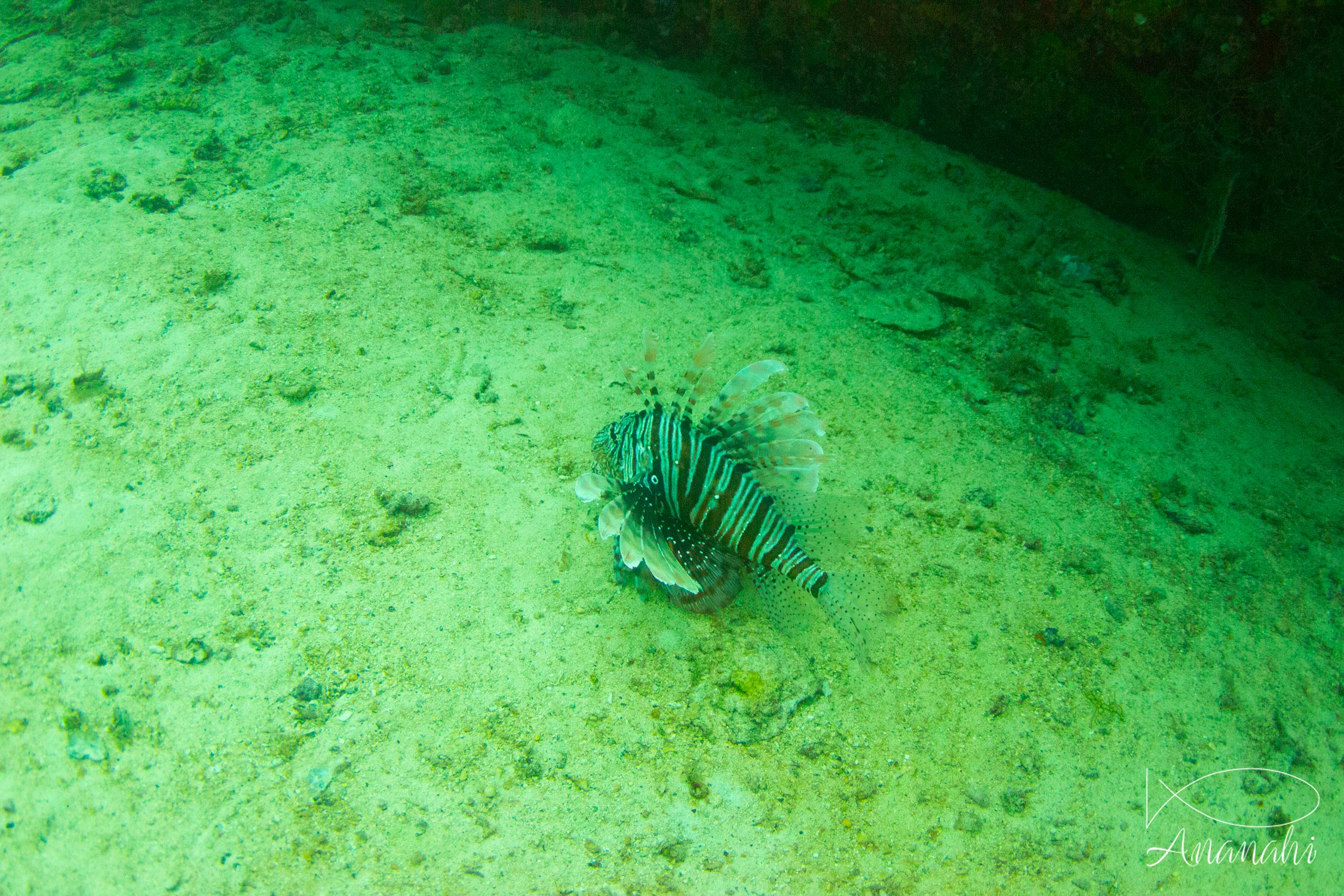 Common lionfish of Maldives