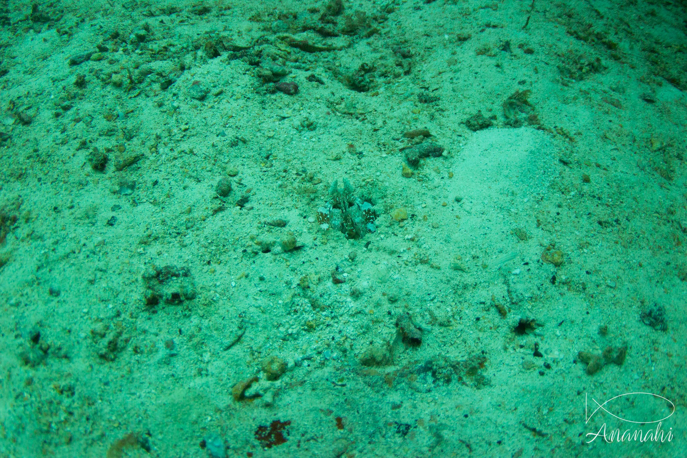 Zebra Mantis Shrimp of Maldives