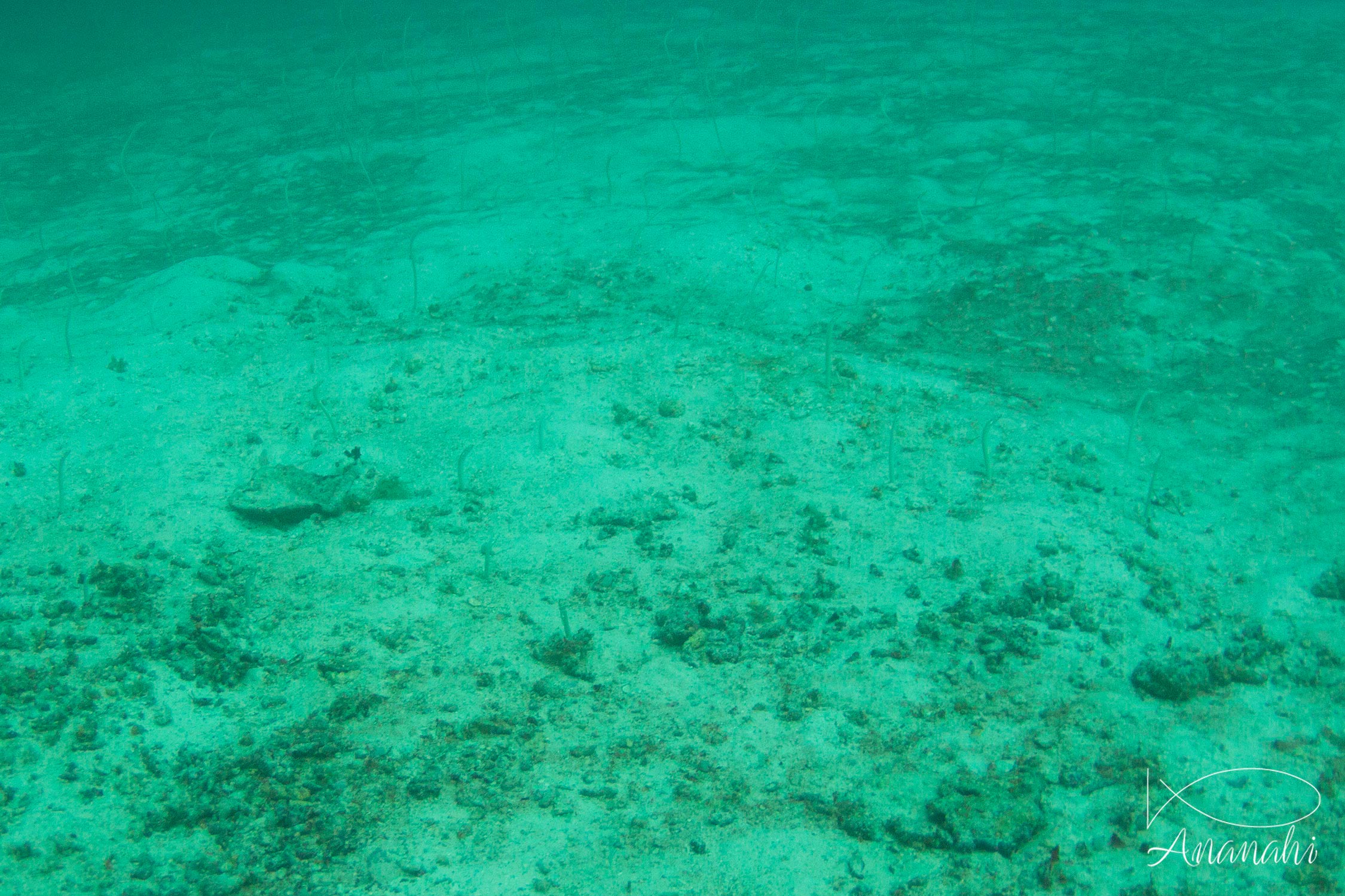 Black garden eel of Maldives