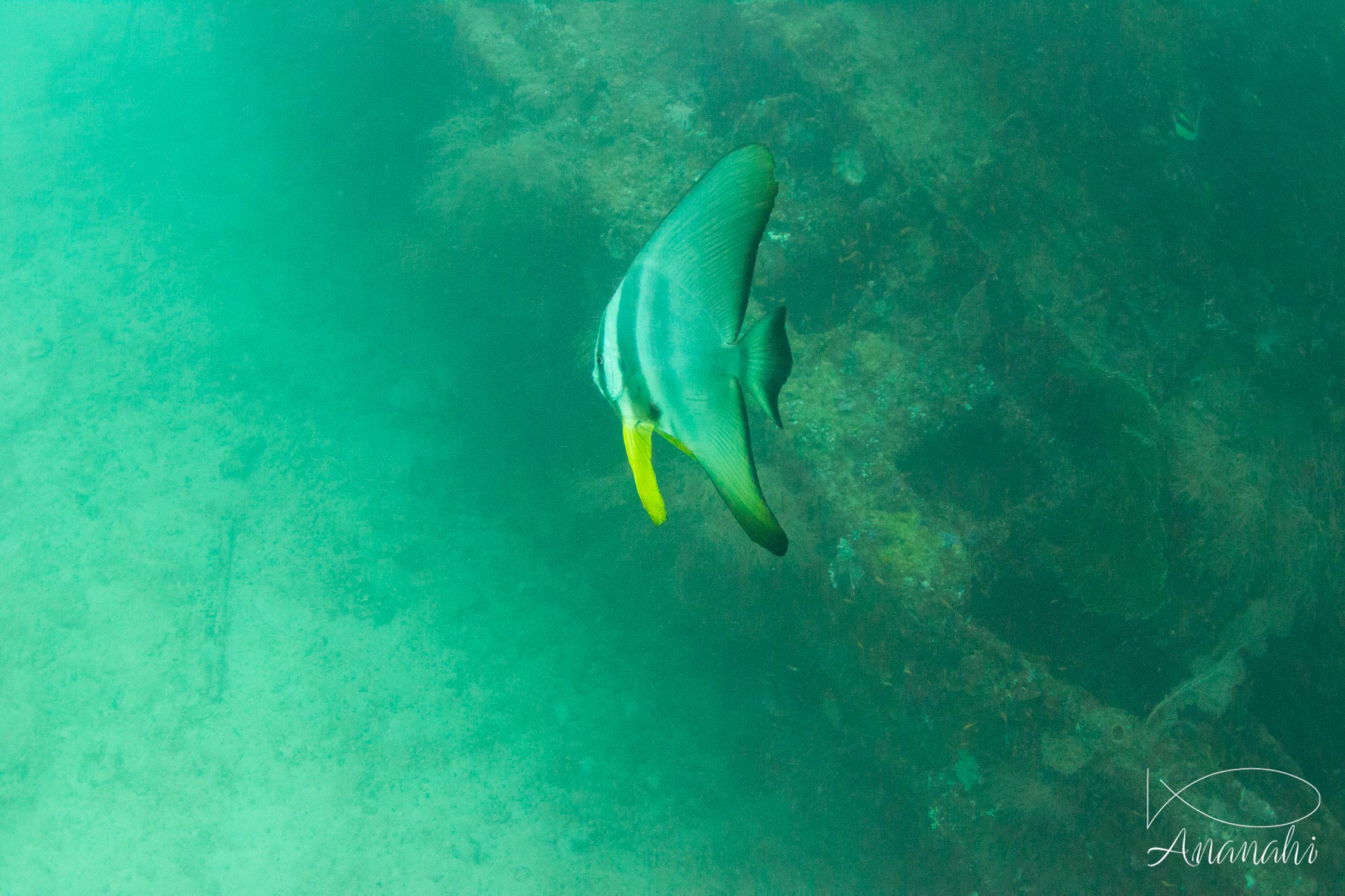 Tall fin batfish of Maldives