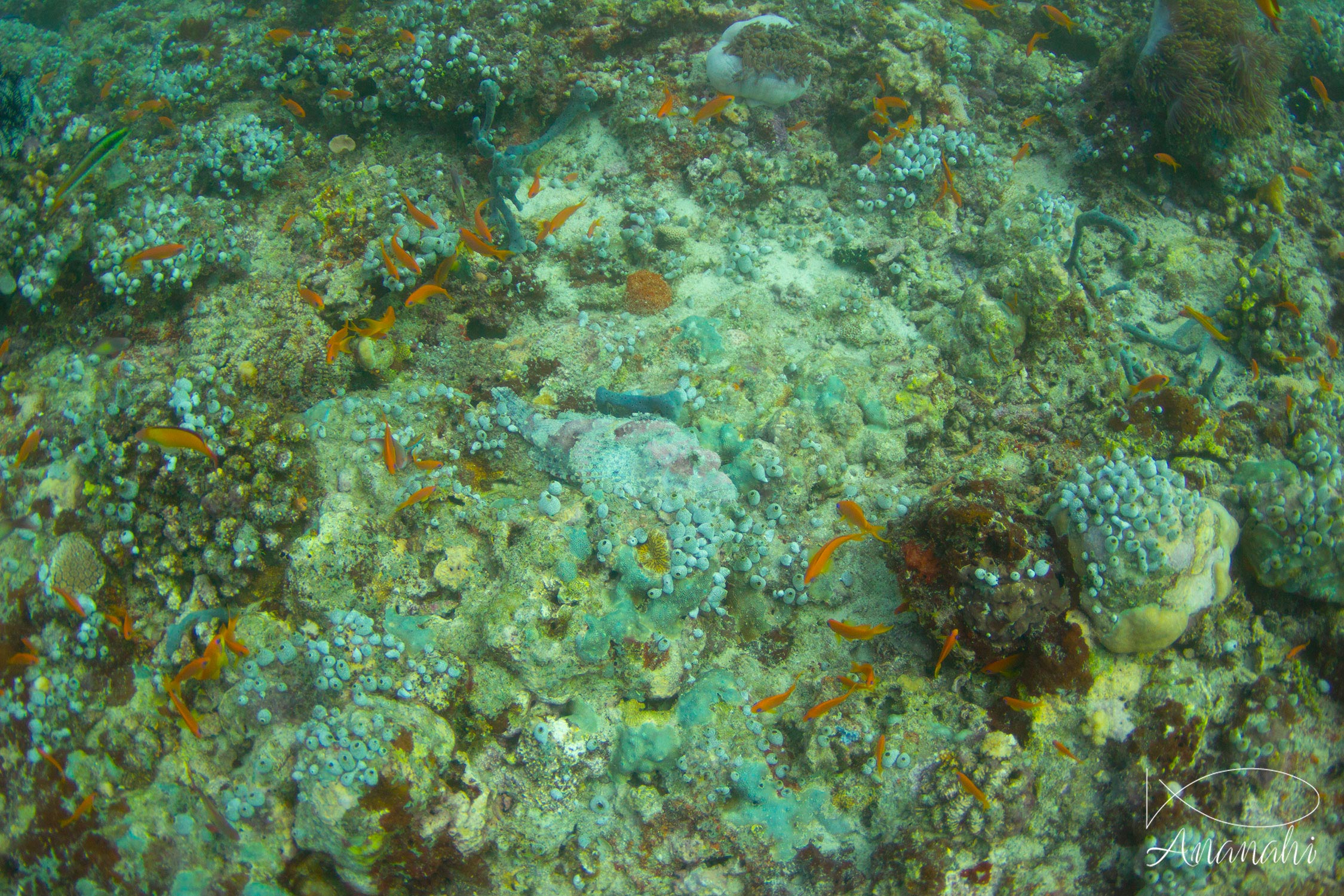 Tasseled scorpionfish of Maldives