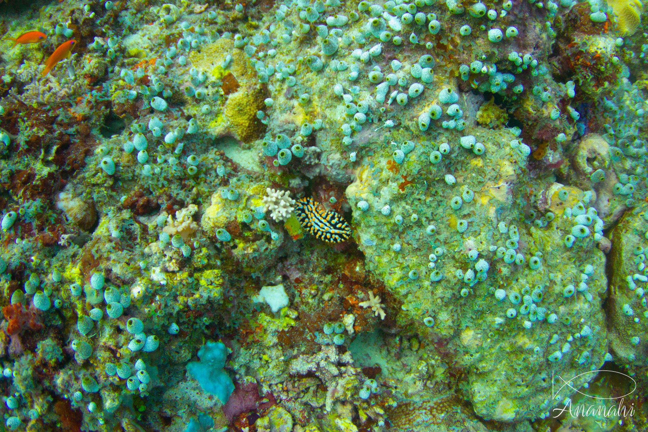 Three colored phyllidia of Maldives