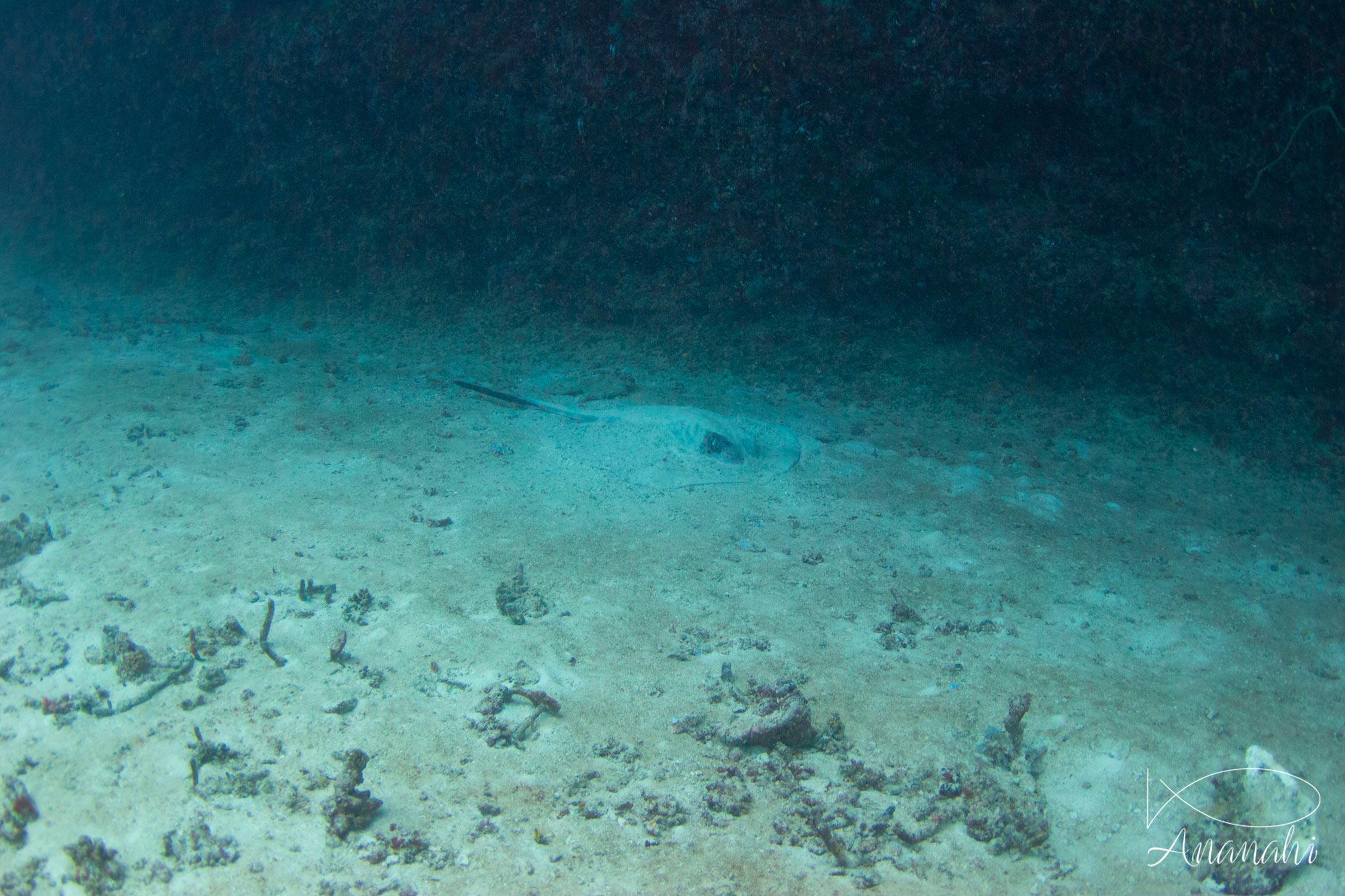 Cowtail stingray of Maldives