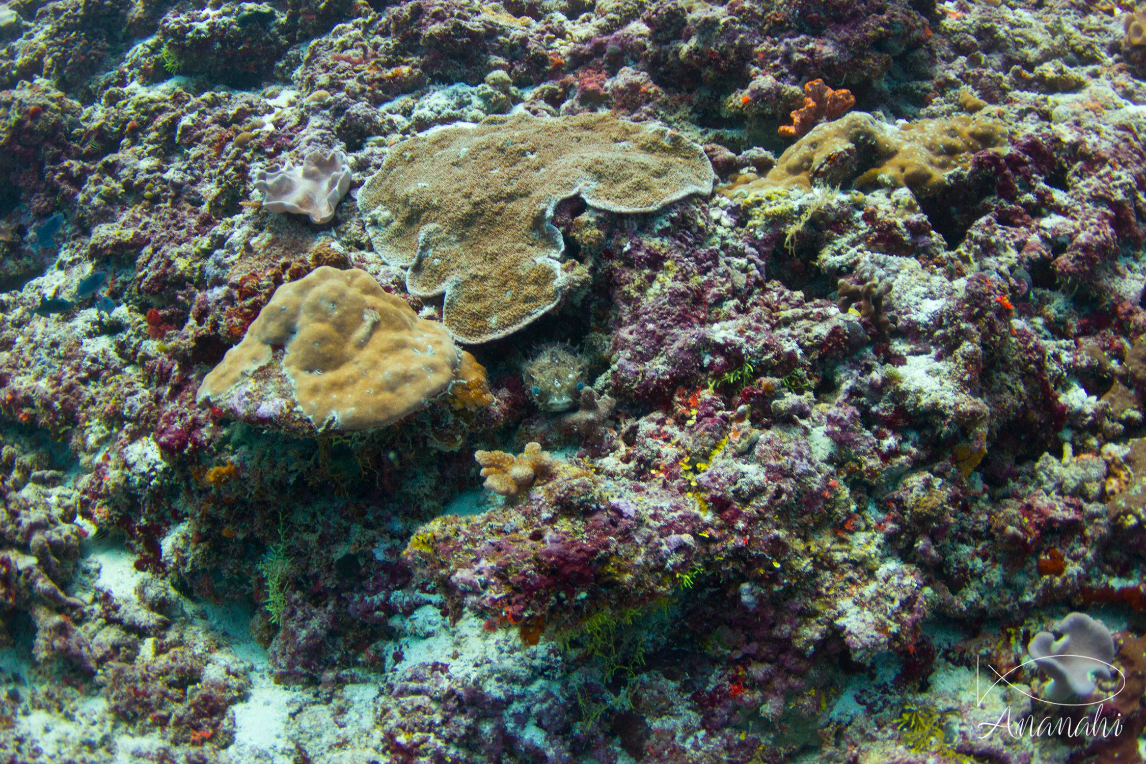 Brown porcupinefish of Maldives