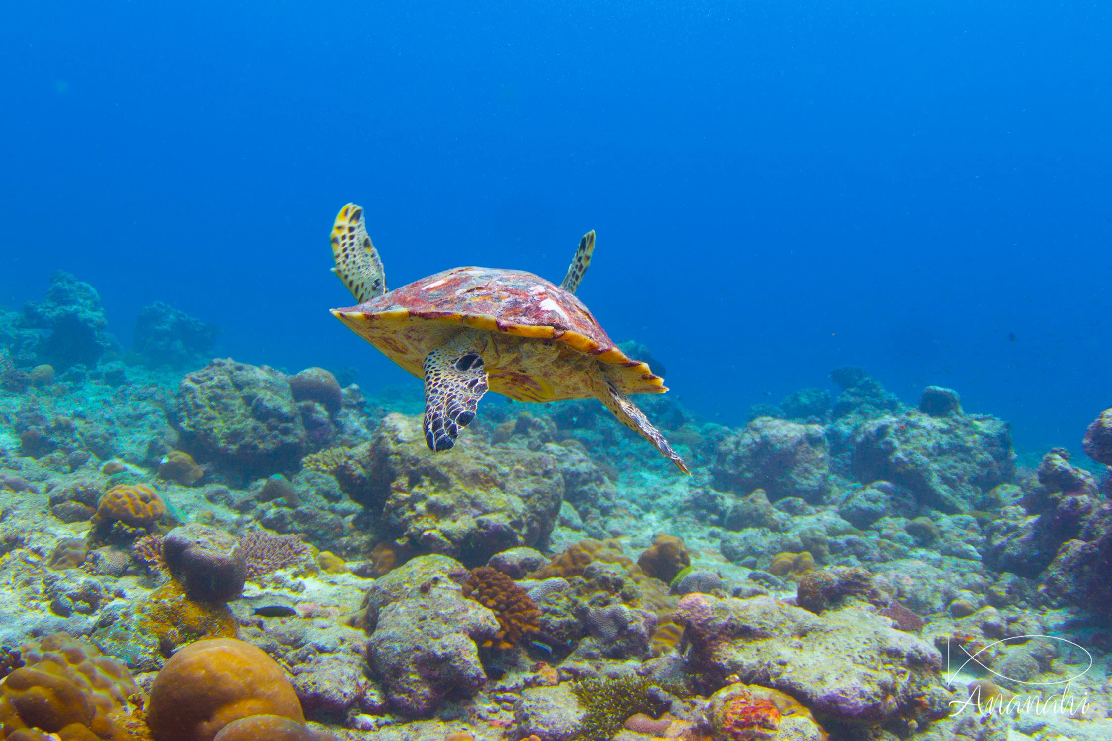 Hawksbill turtle of Maldives