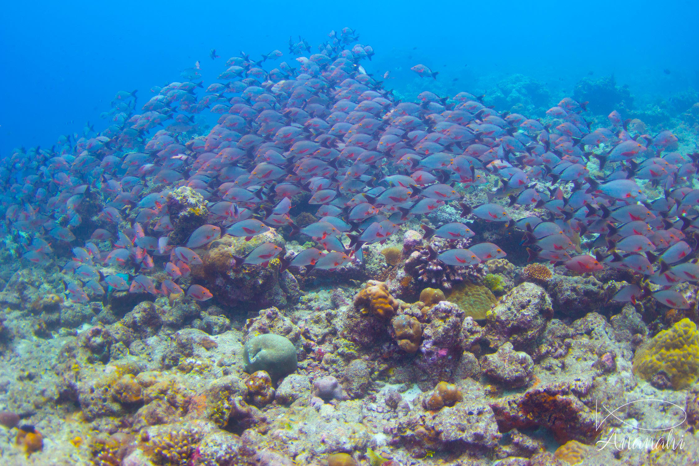 Humpback red snapper of Maldives