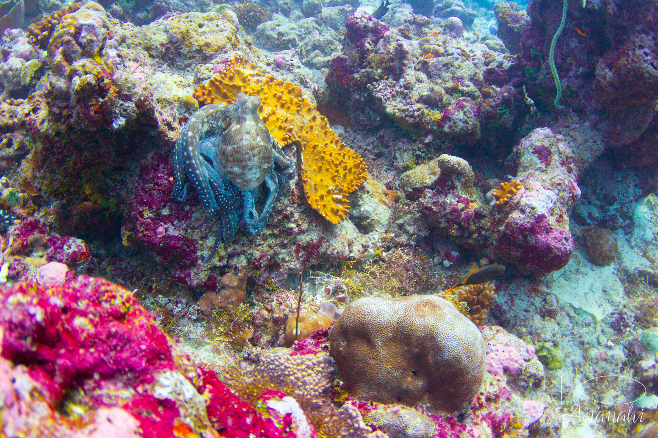 Common reef octopus of Maldives