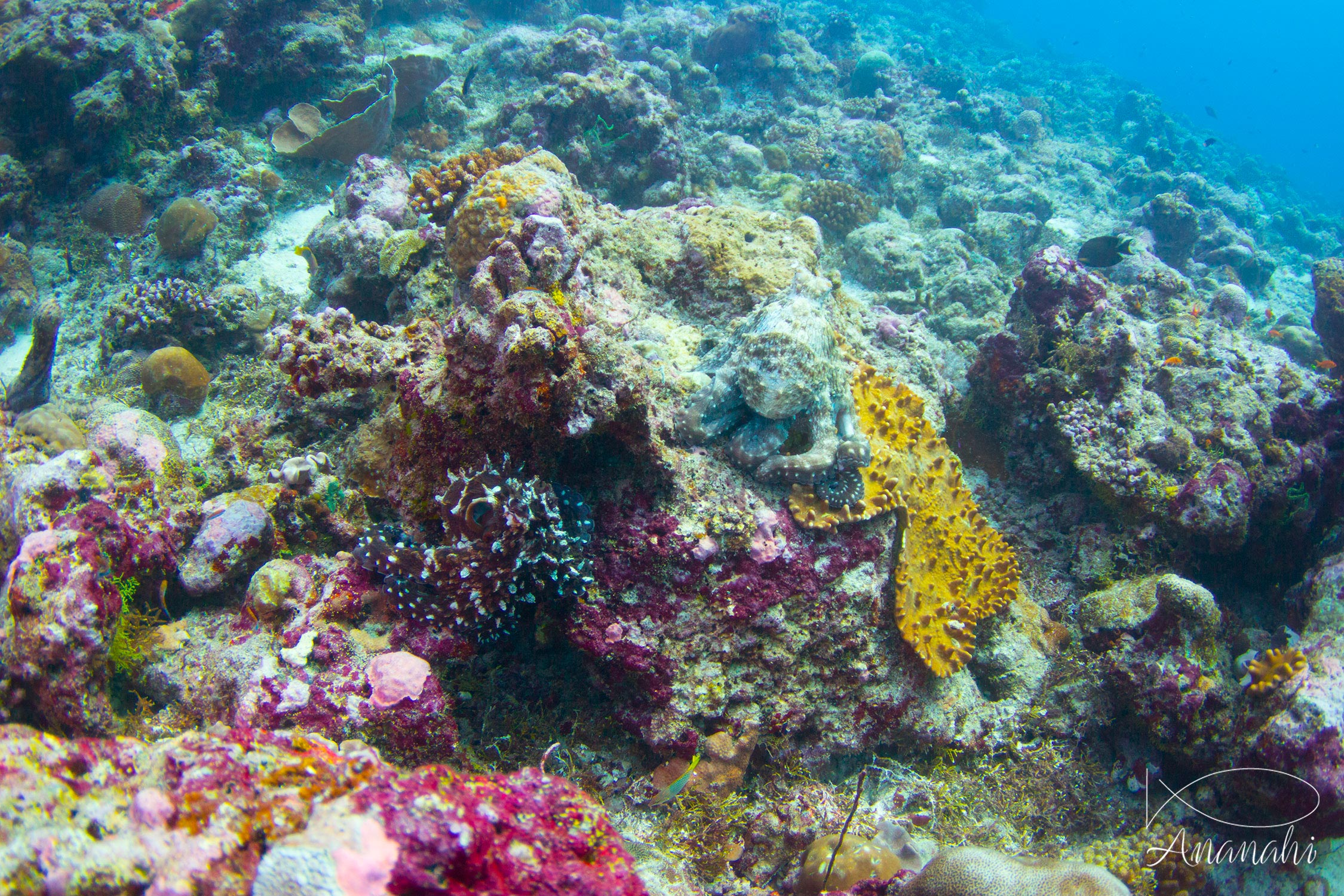 Common reef octopus of Maldives