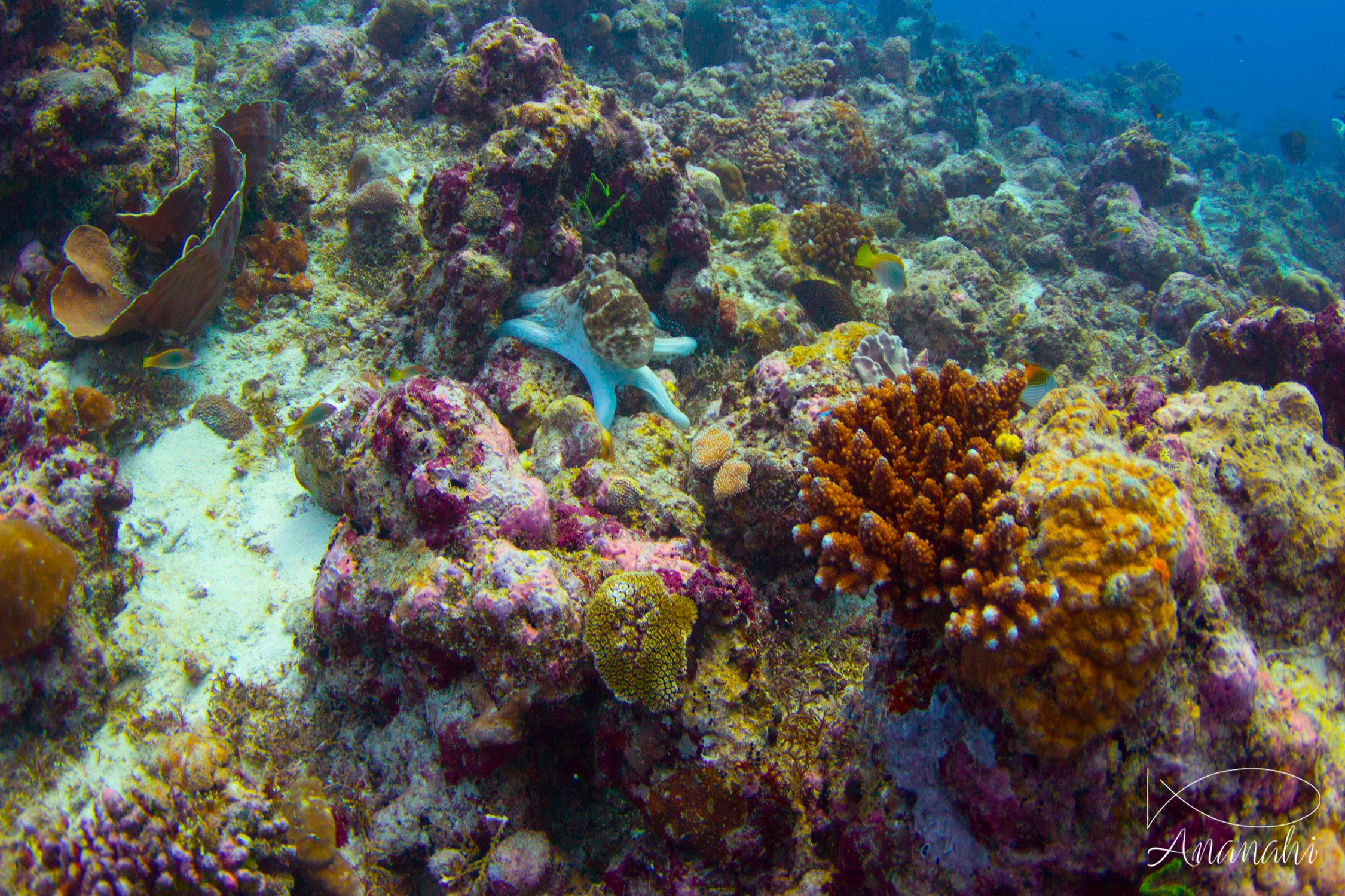 Common reef octopus of Maldives