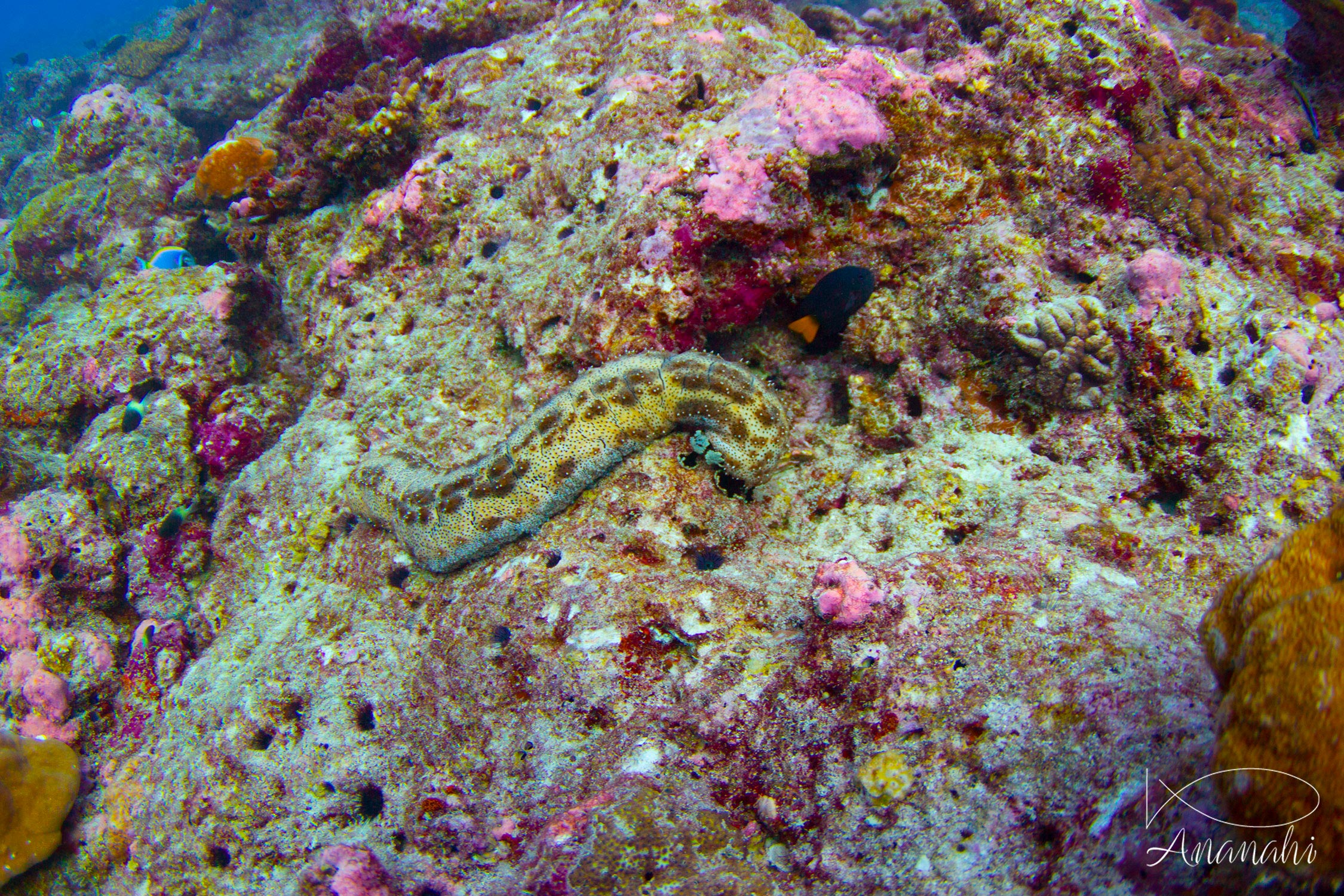 Blackspotted sea cucumber of Maldives
