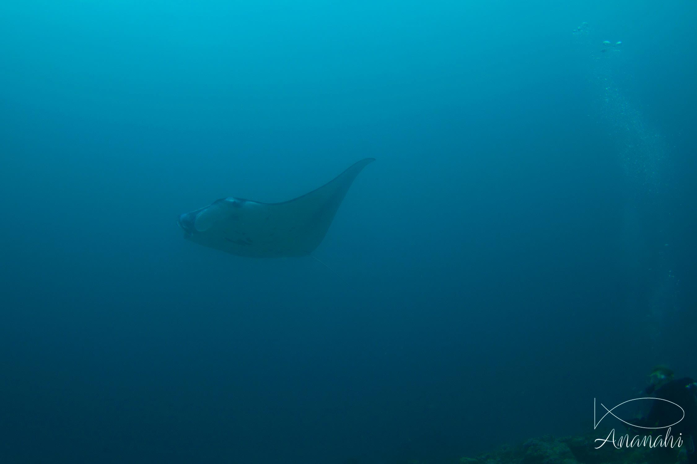 Manta ray of Maldives