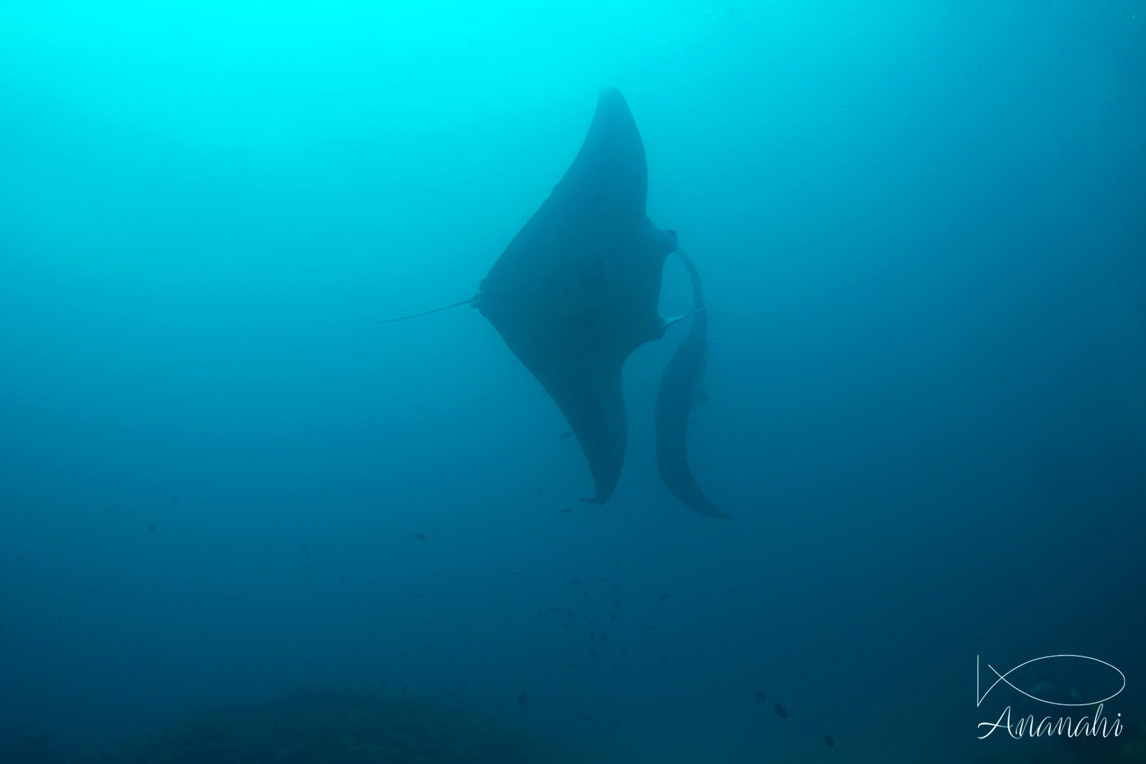 Manta ray of Maldives