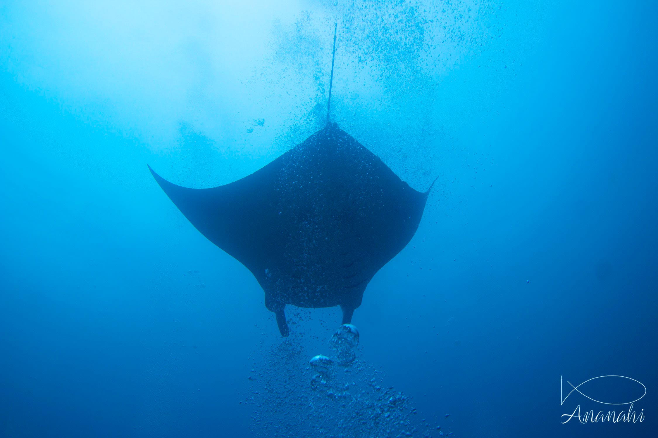 Manta ray of Maldives