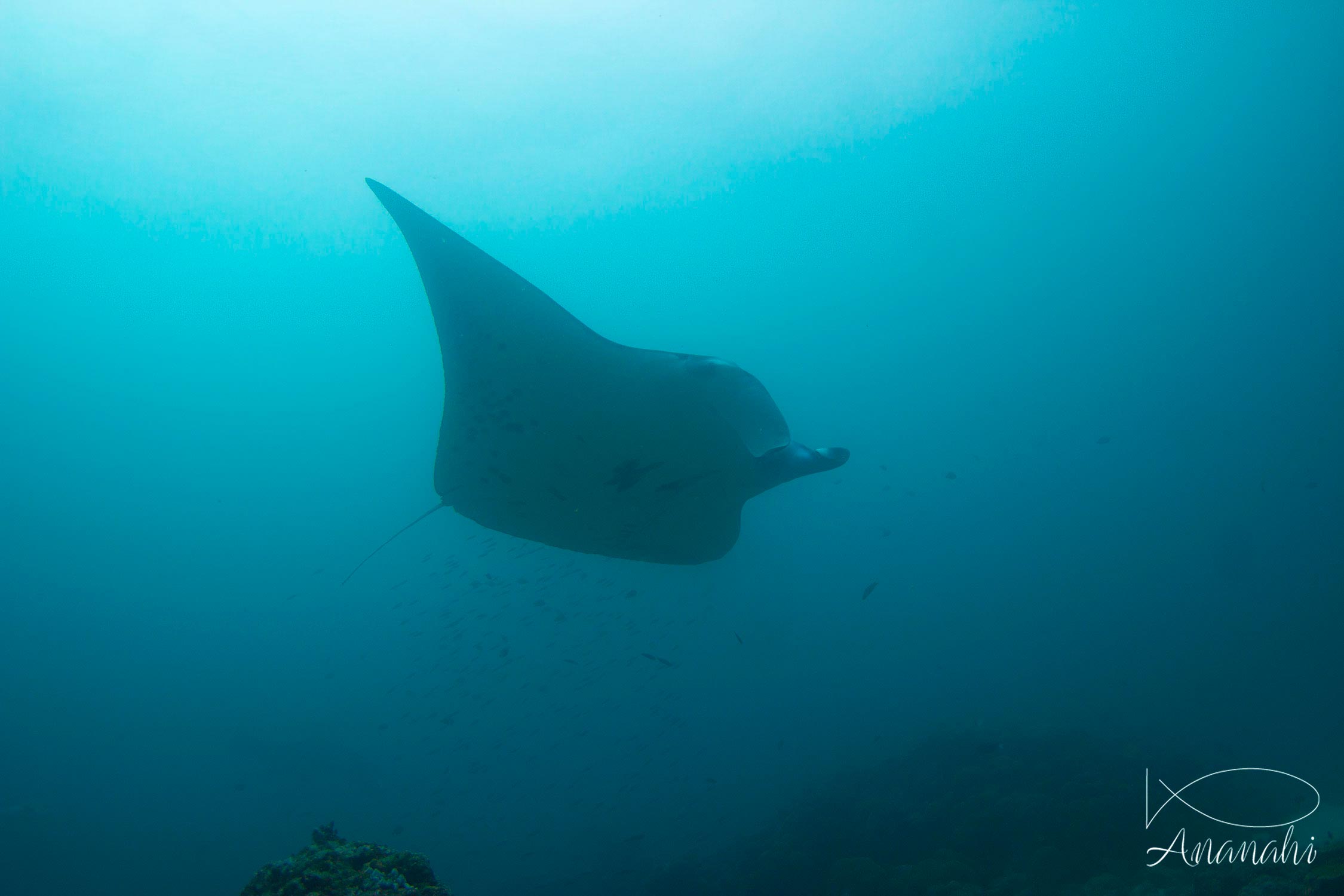 Manta ray of Maldives