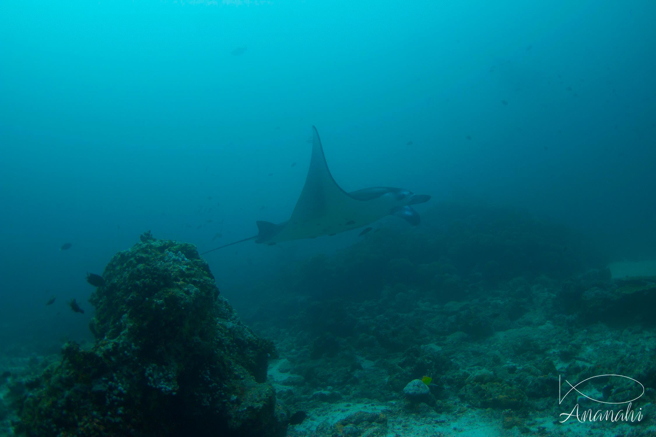 Manta ray of Maldives