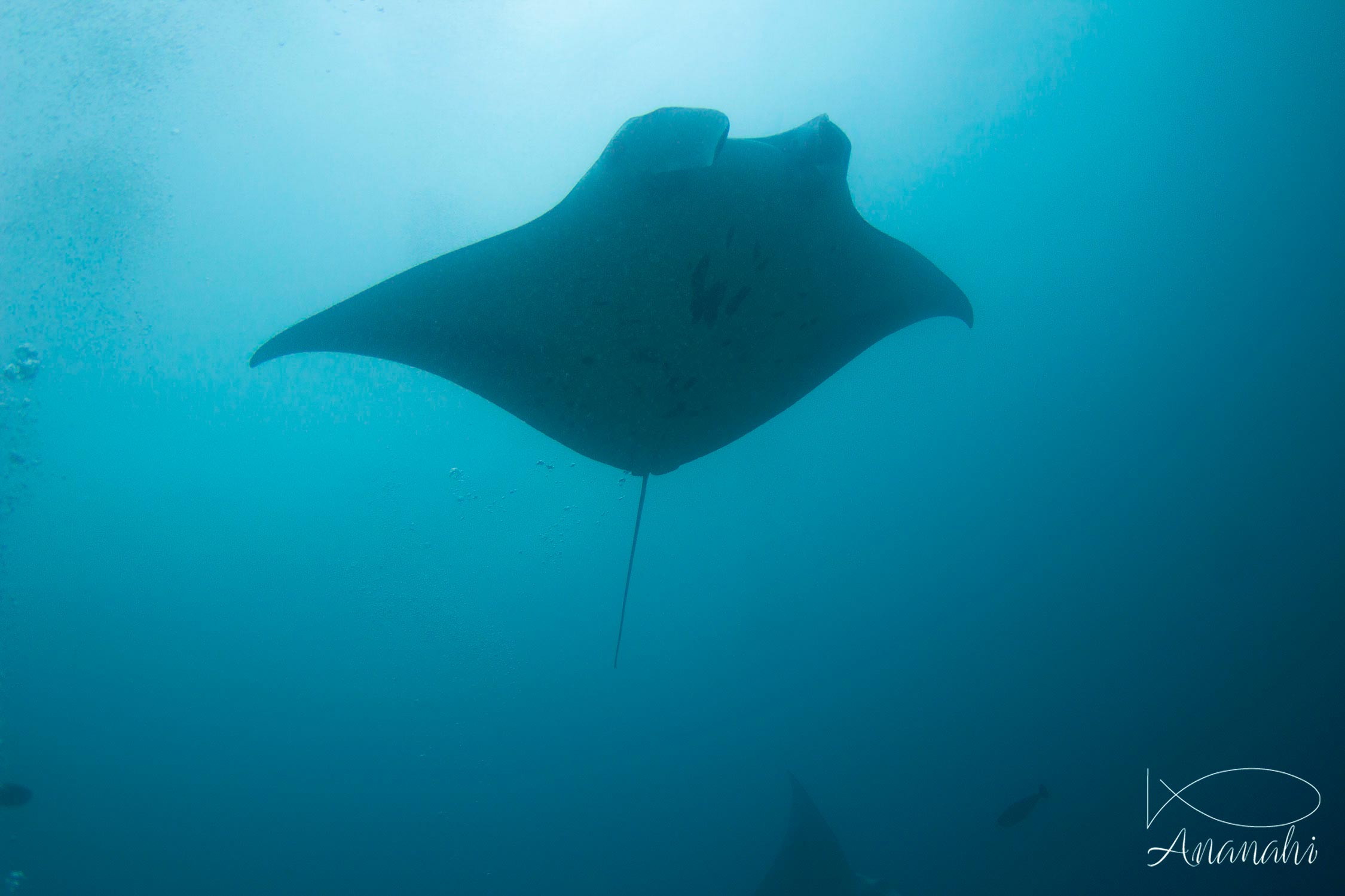 Manta ray of Maldives