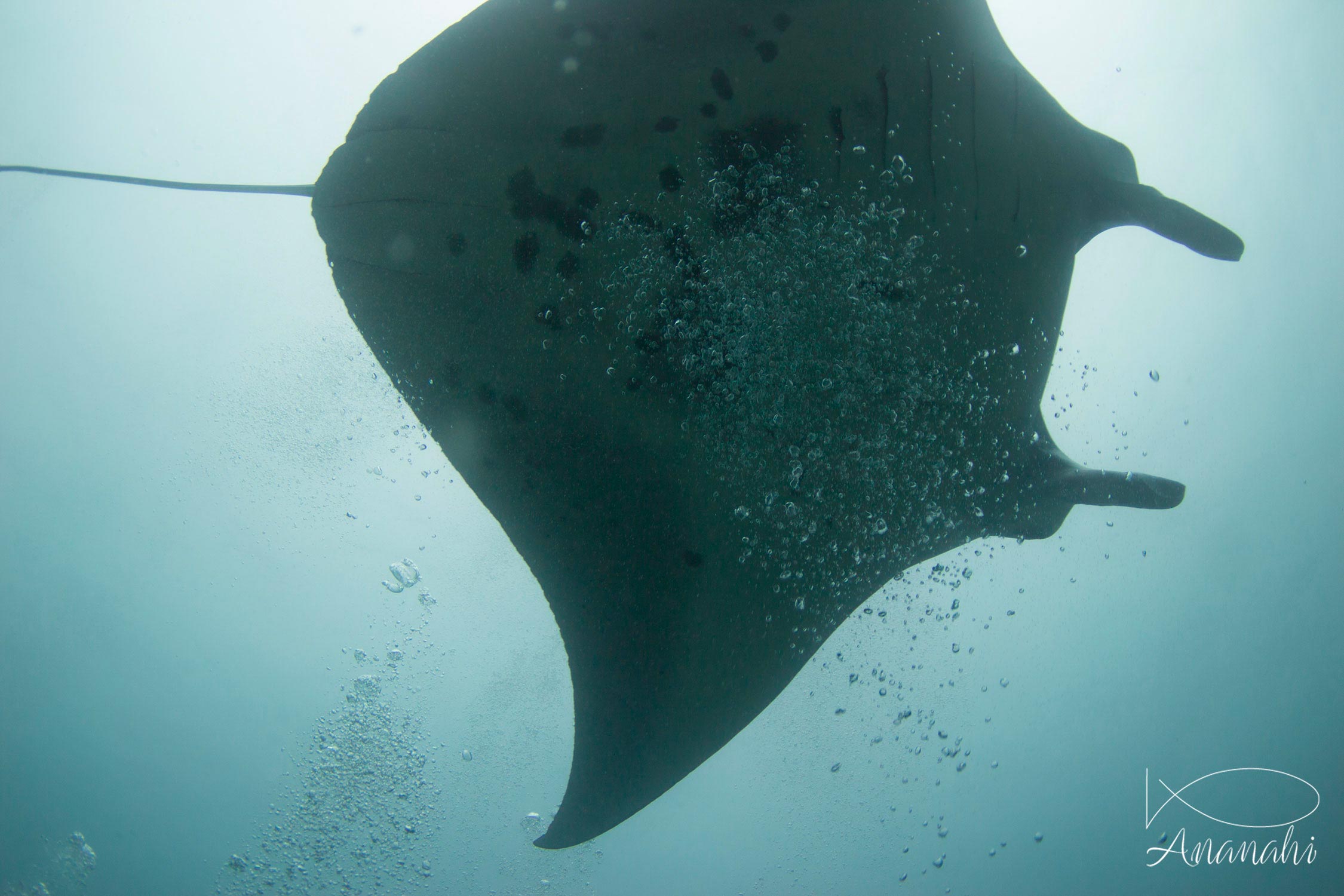 Manta ray of Maldives