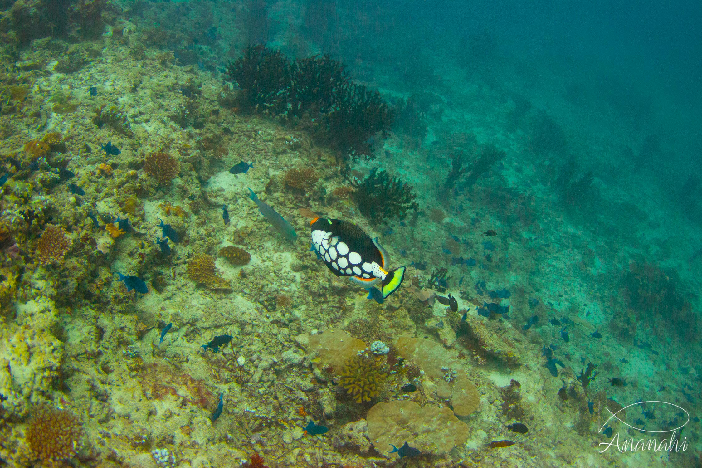 Clown triggerfish of Maldives