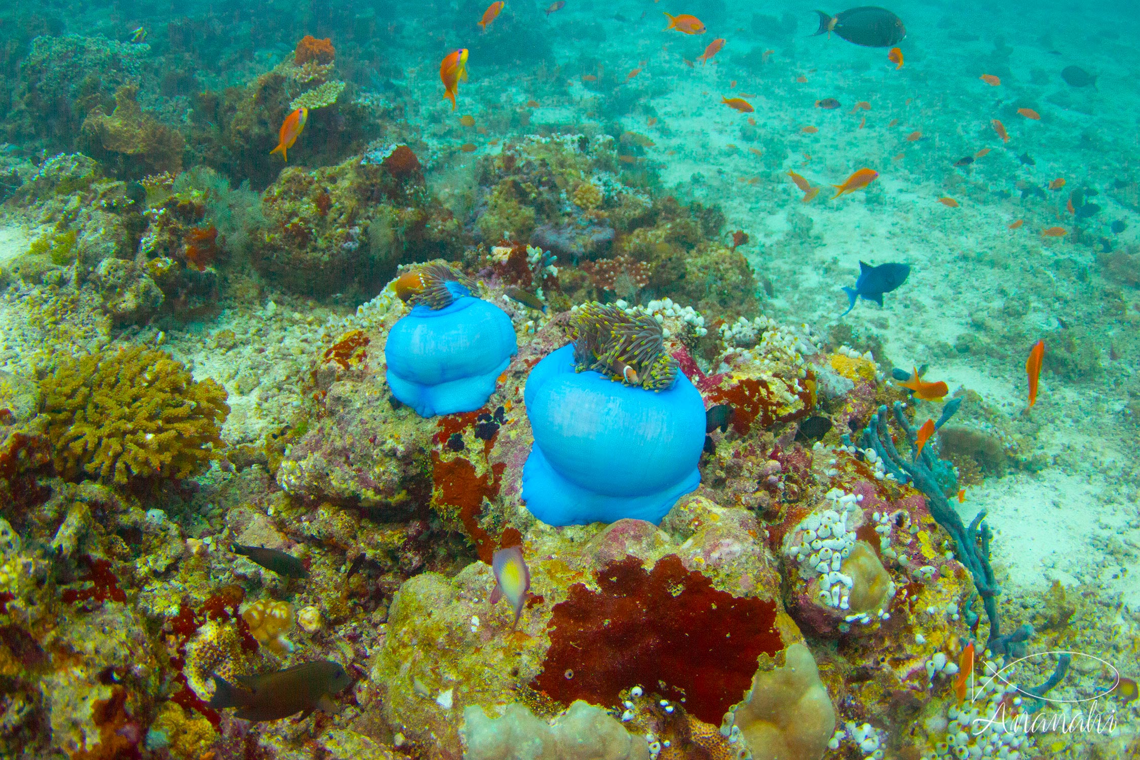 Magnificent sea anemone of Maldives