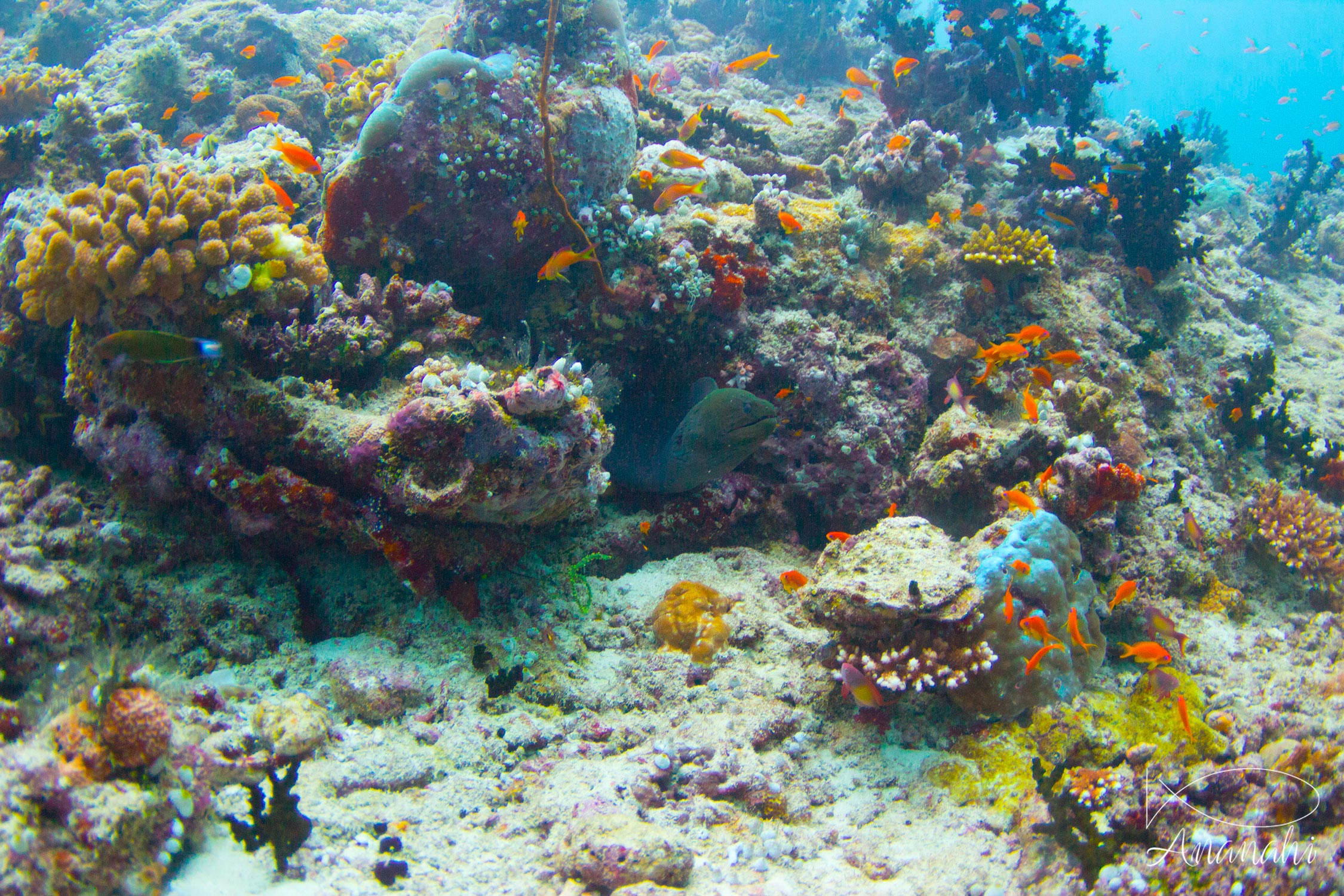 Giant moray of Maldives