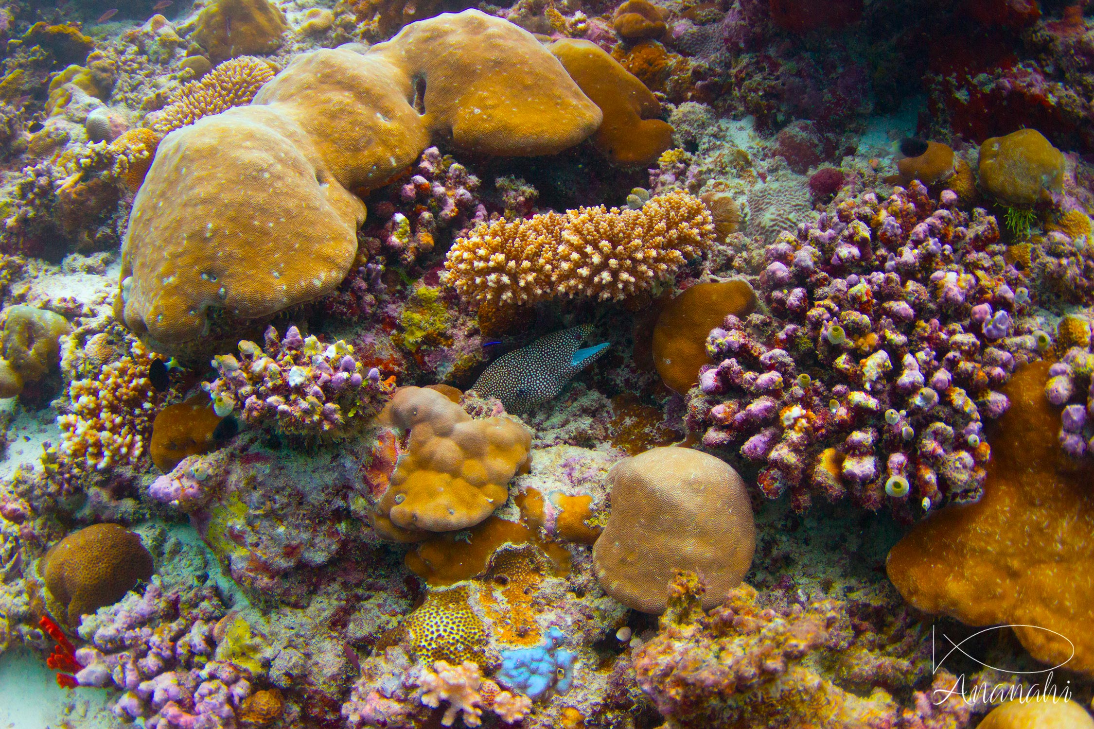 Guineafowl moray of Maldives