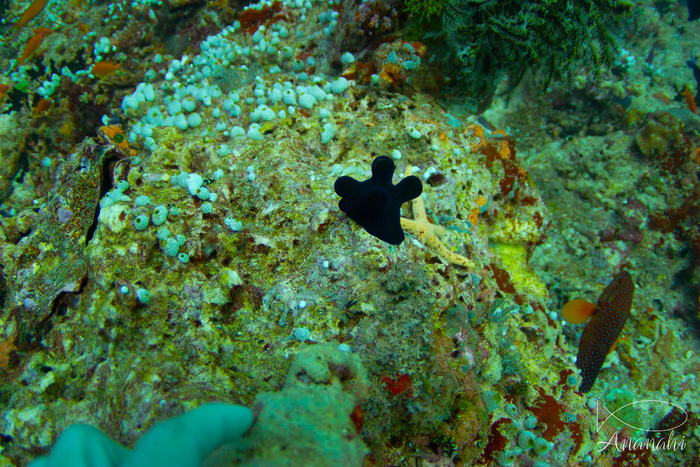 Maldivian sponge snail of Maldives