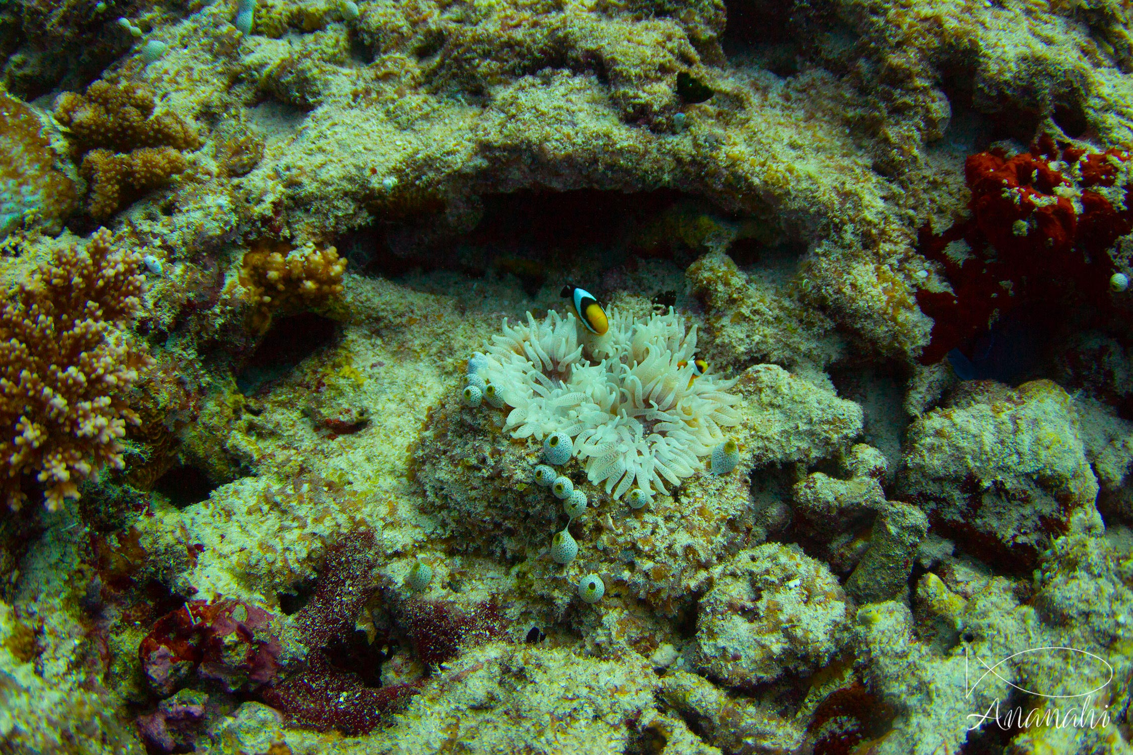 Leathery sea anemone of Maldives